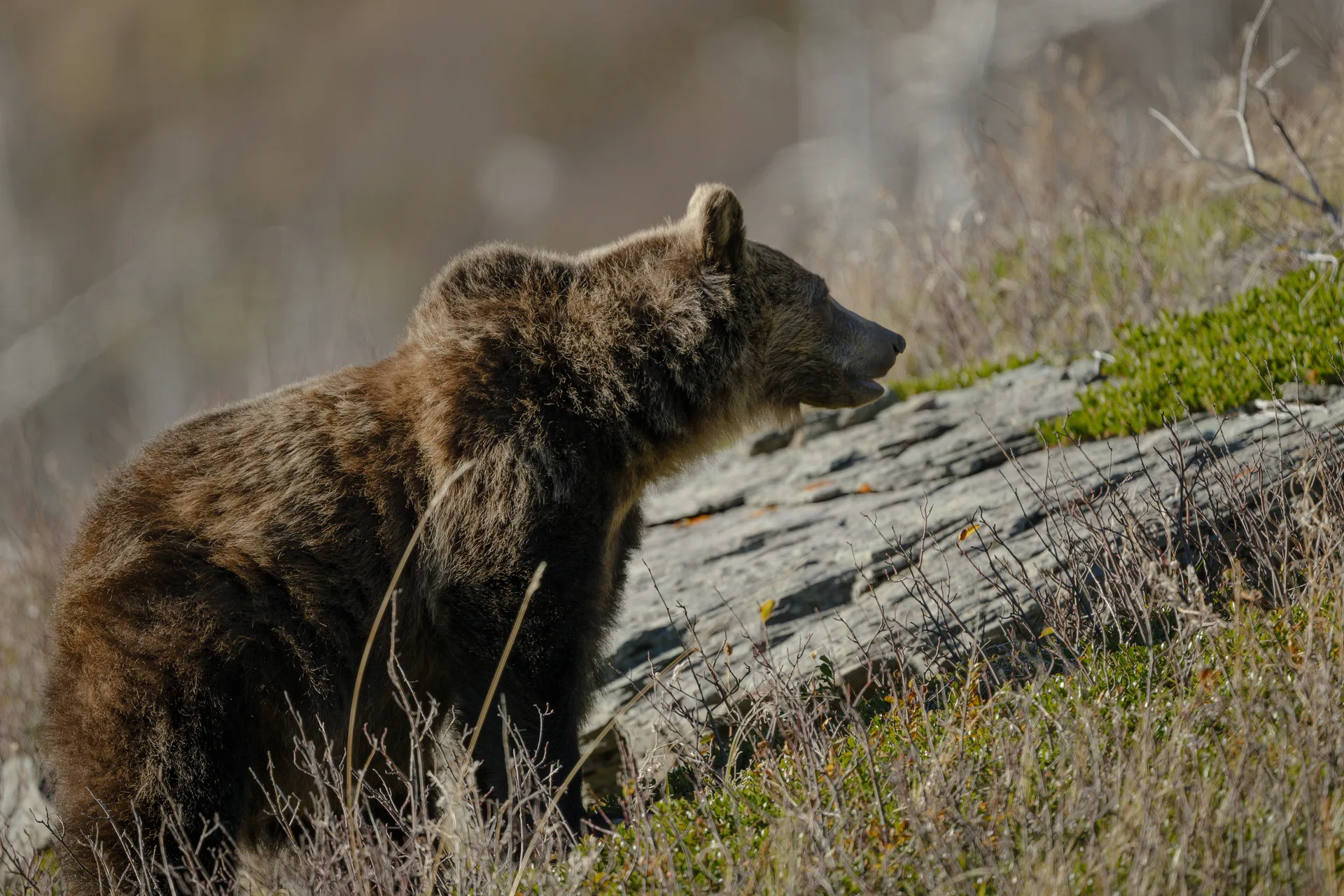 Grizzly Bear at St Marys