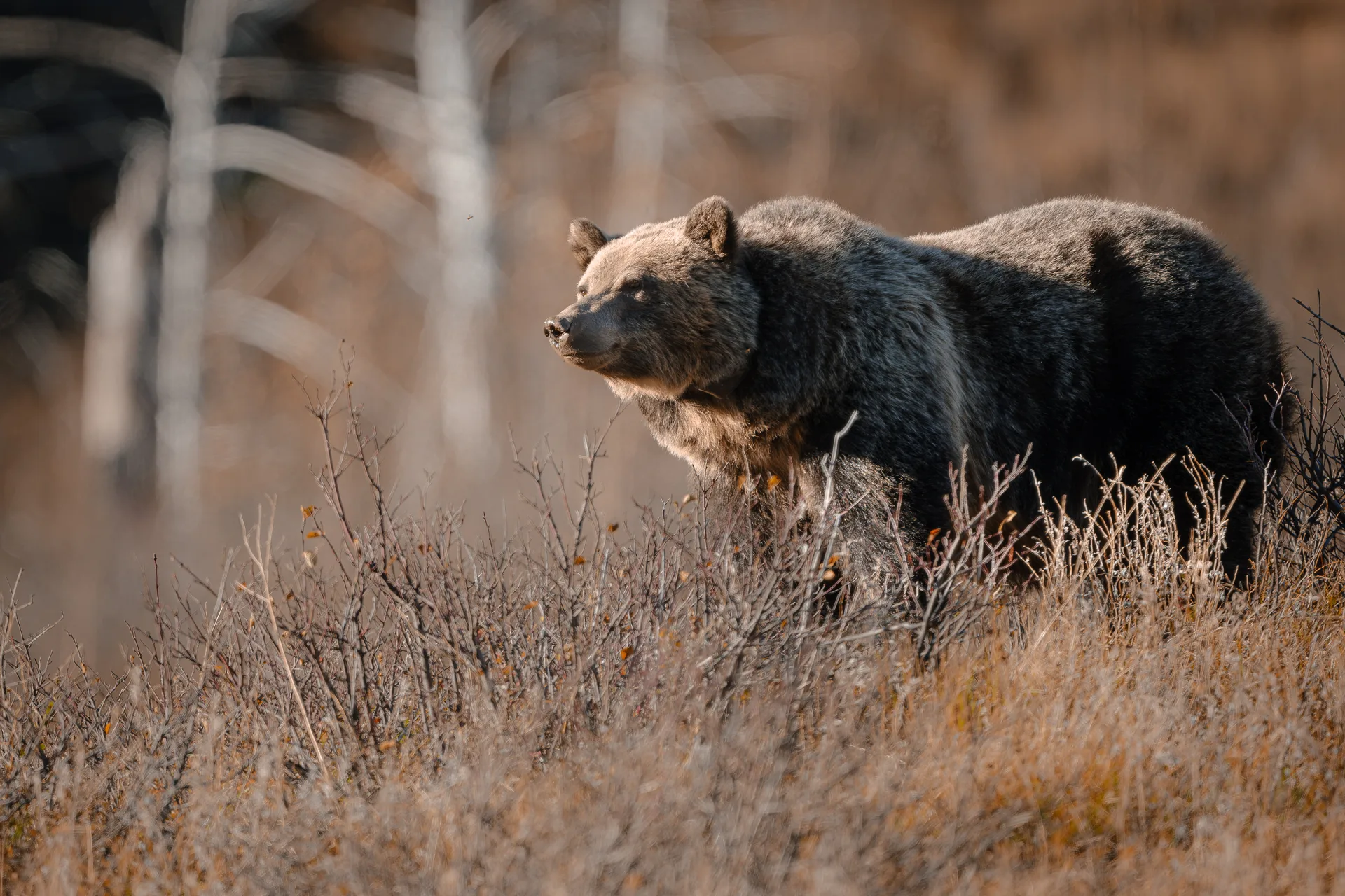 Grizzly Bear at St Marys