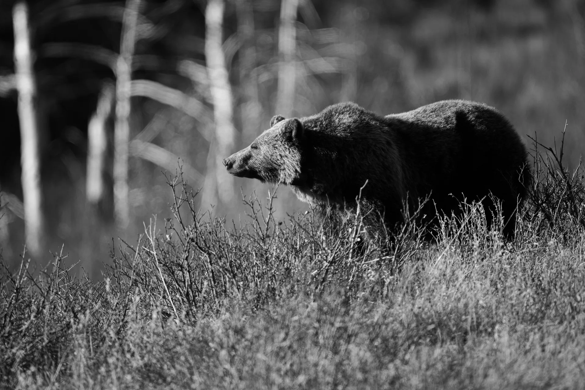 Grizzly Bear at St Marys