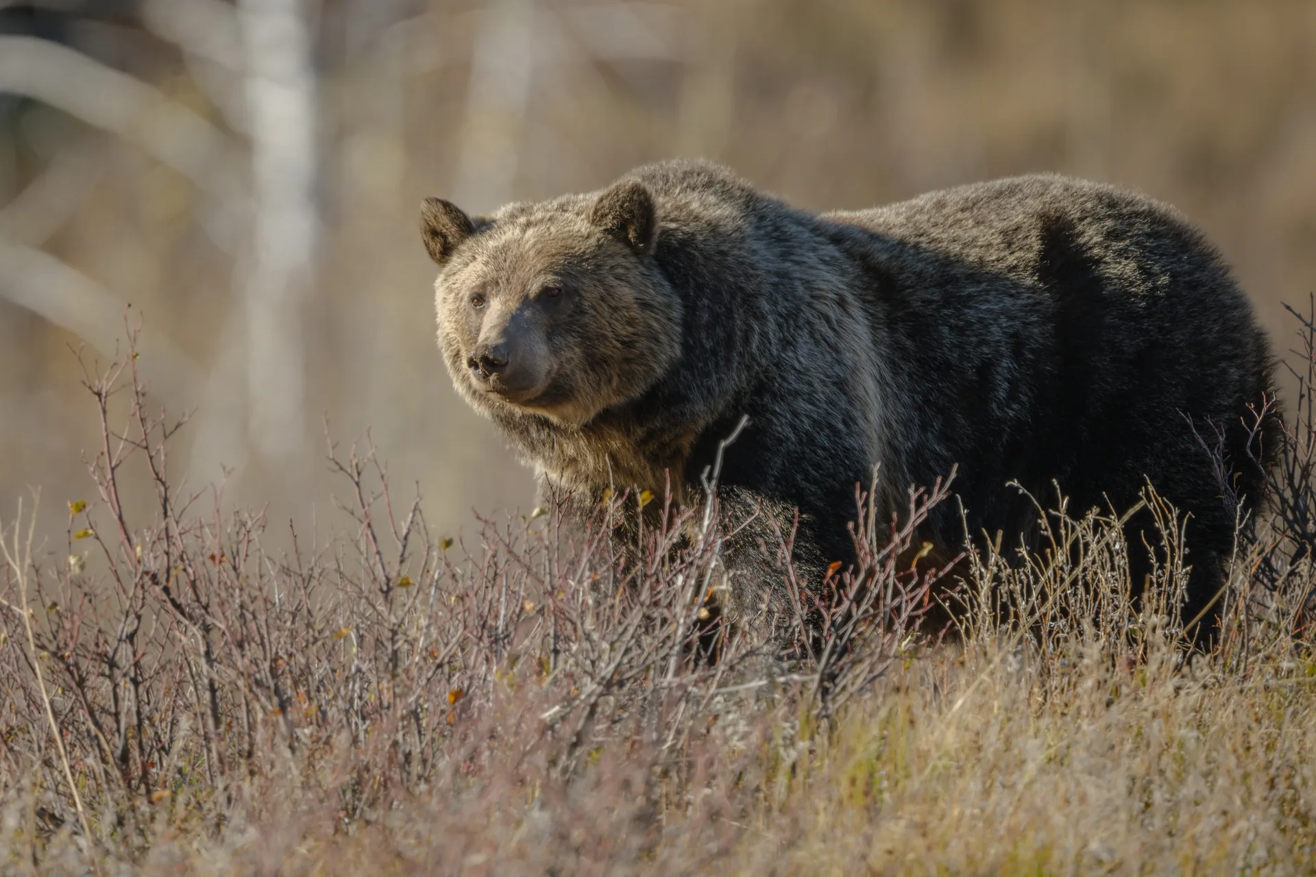 Grizzly Bear at St Marys