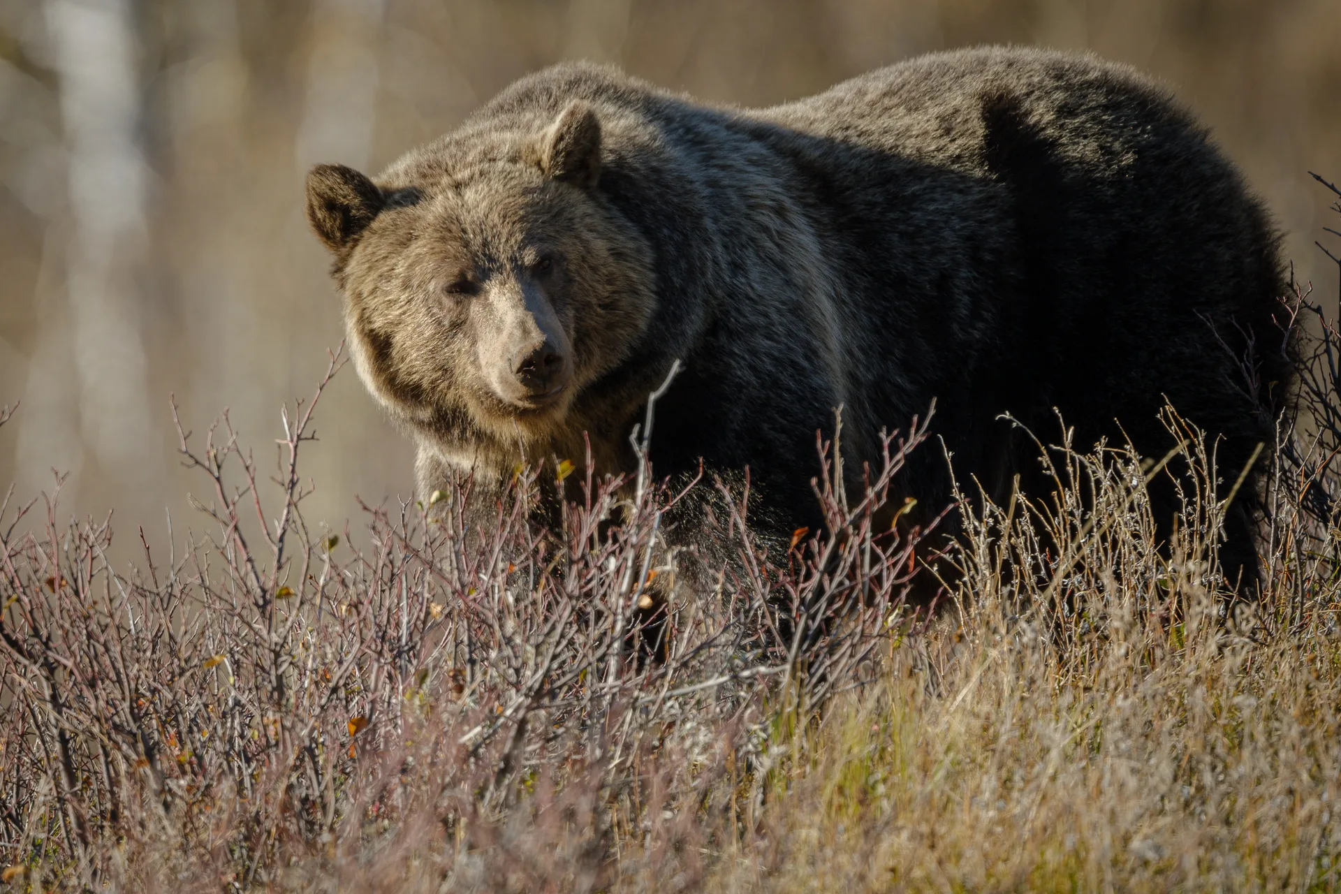 Grizzly Bear at St Marys