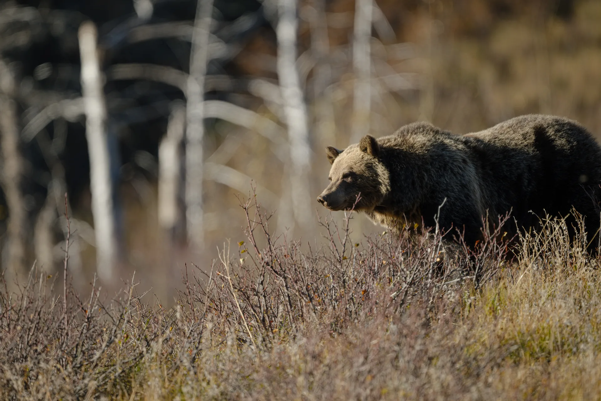 Grizzly Bear at St Marys