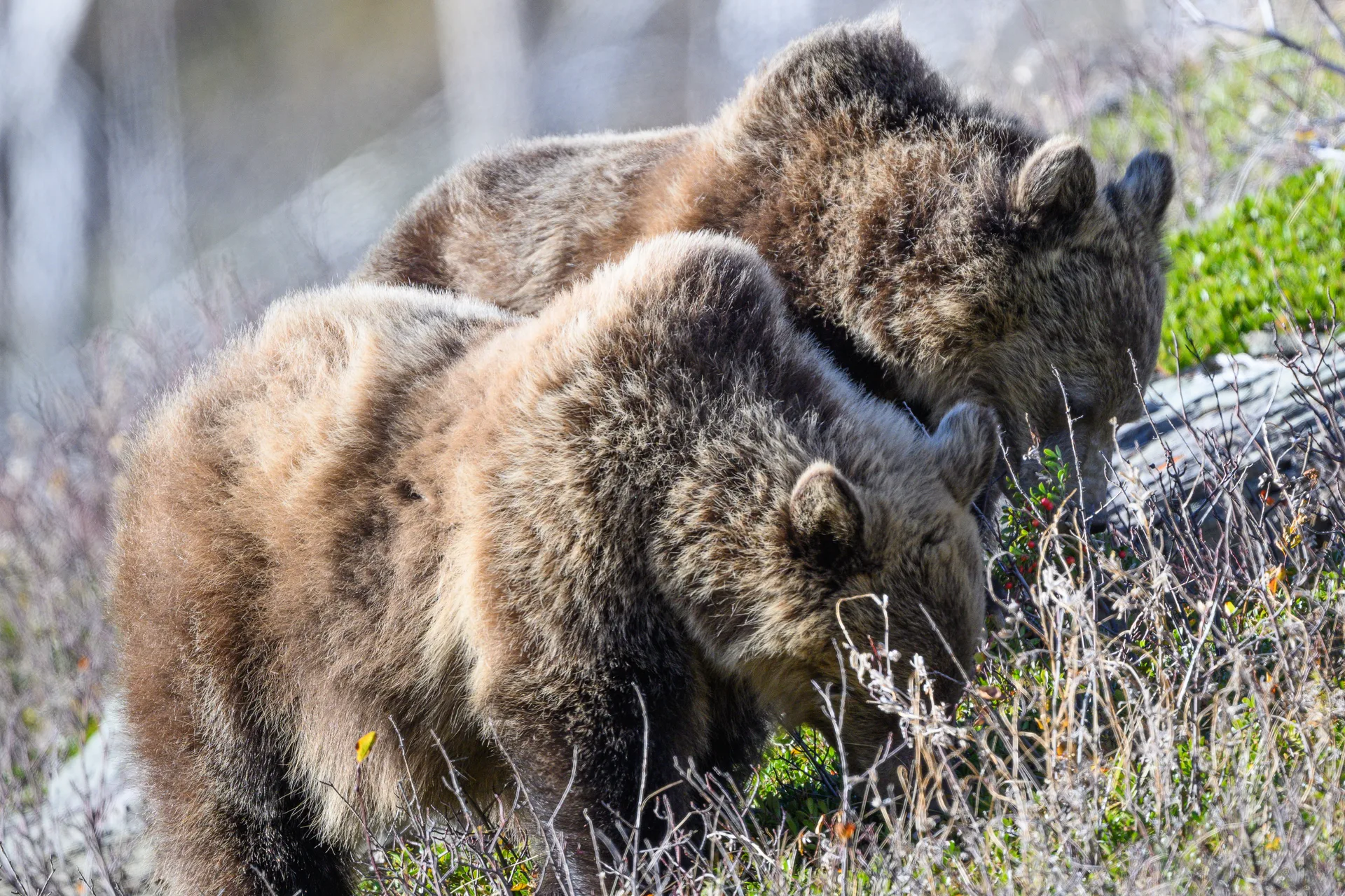 Grizzly Bear at St Marys