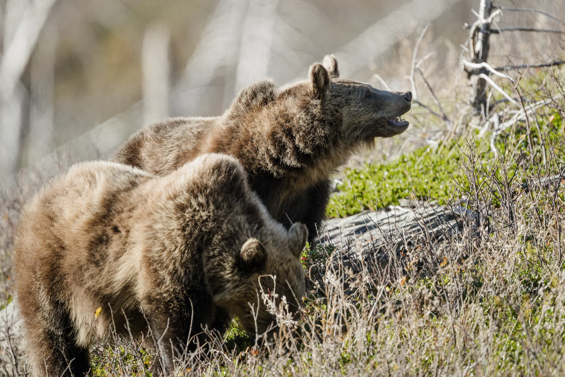 Grizzly Bear at St Marys