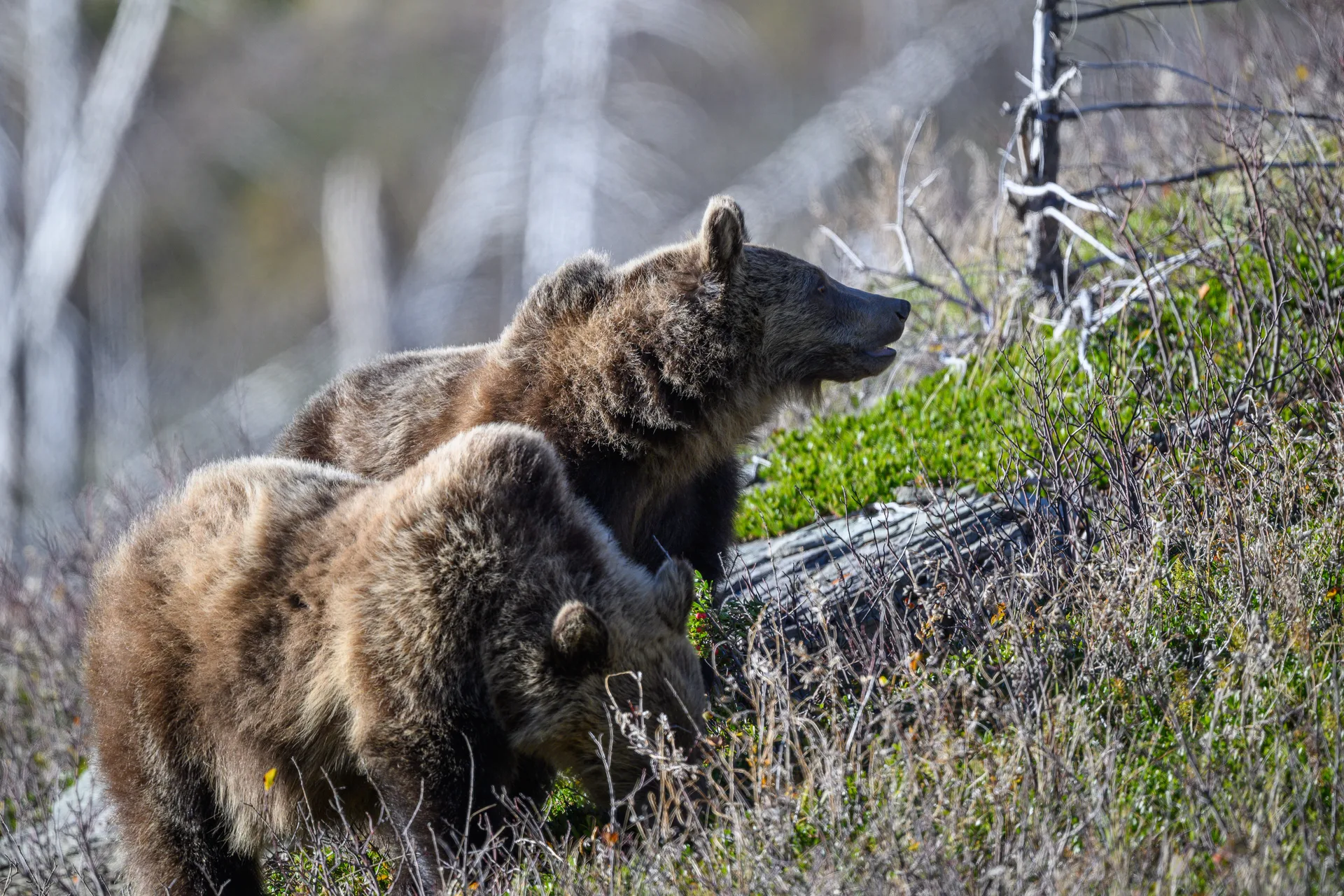 Grizzly Bear at St Marys
