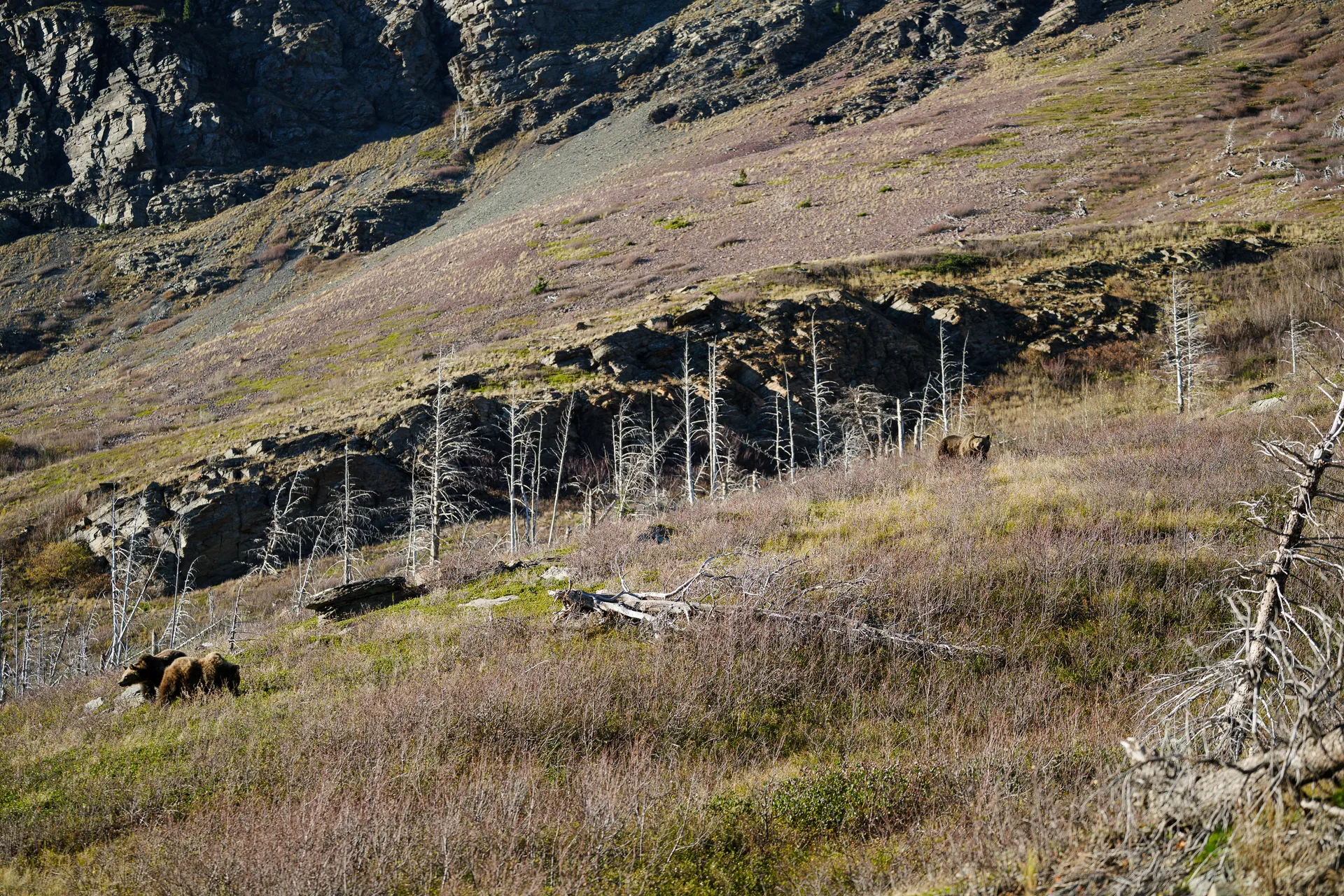 Grizzly Bear at St Marys