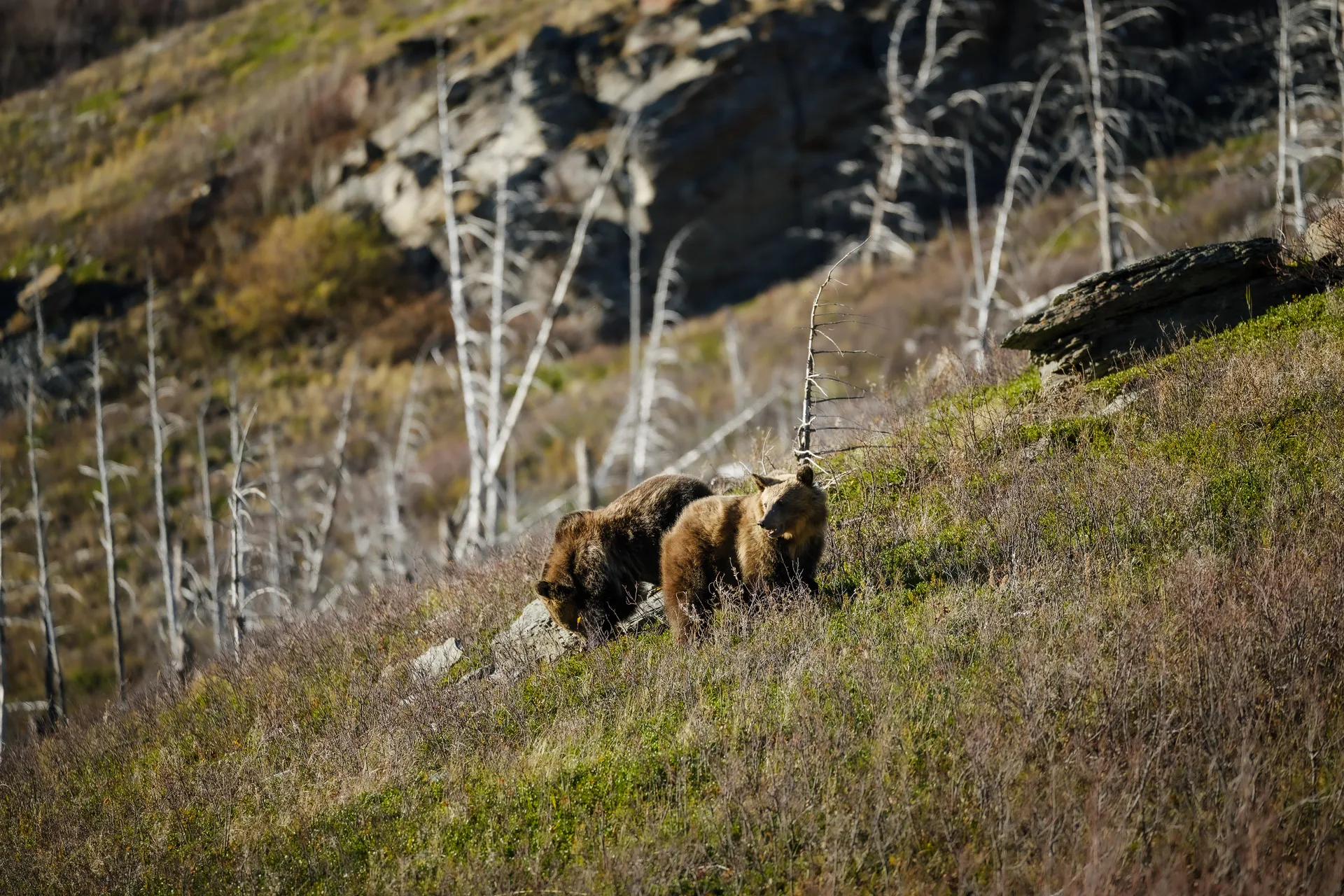 Grizzly Bear at St Marys