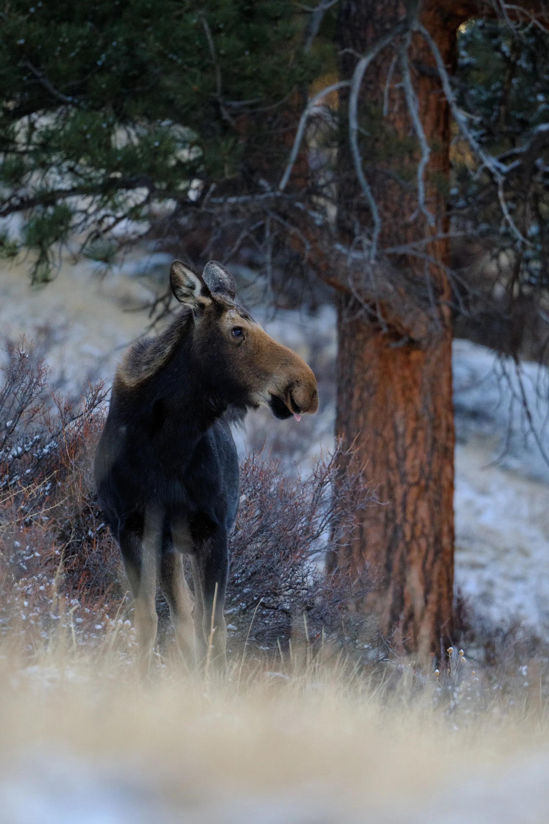 Photograph at Rocky Mountain