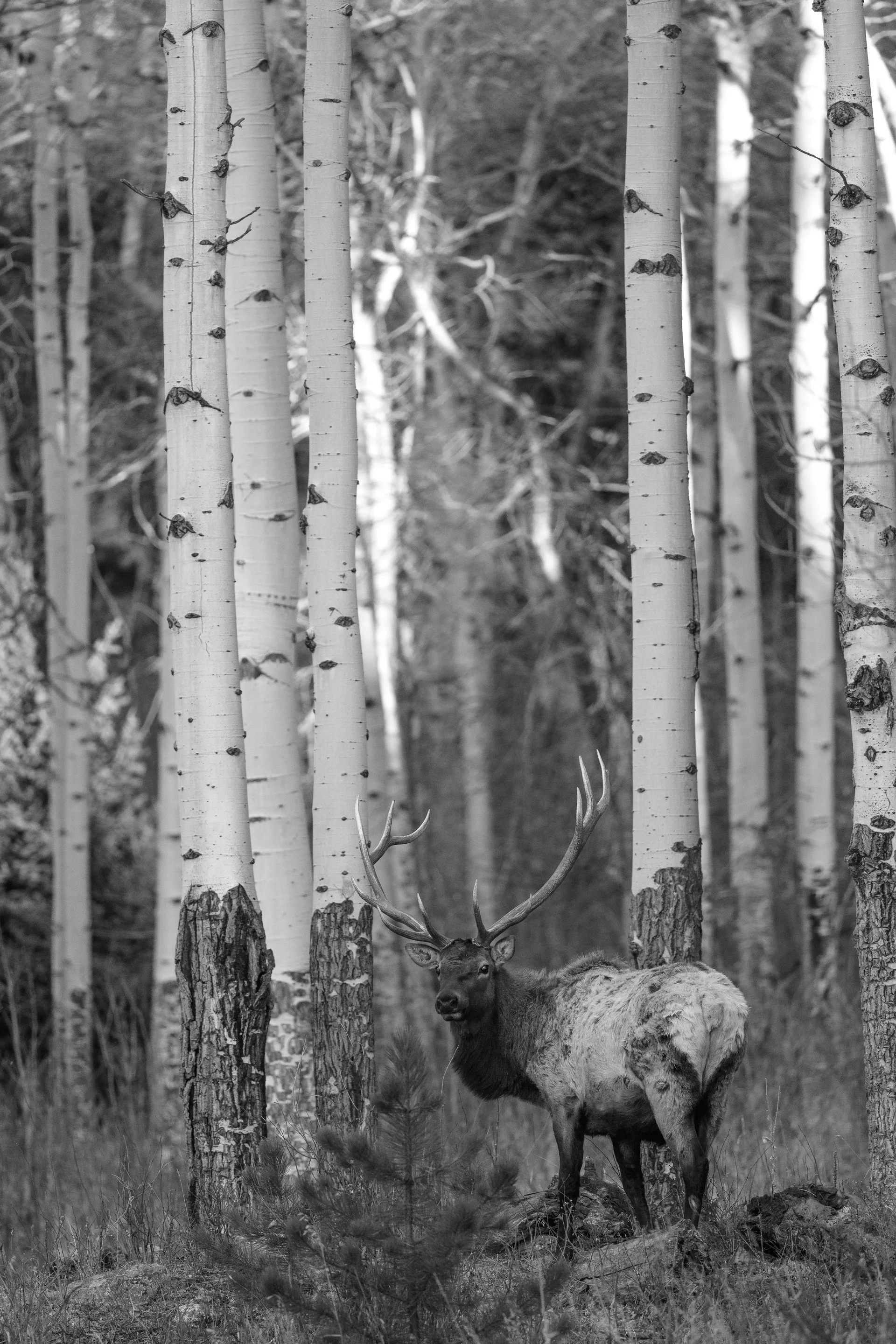 Photograph at Rocky Mountain