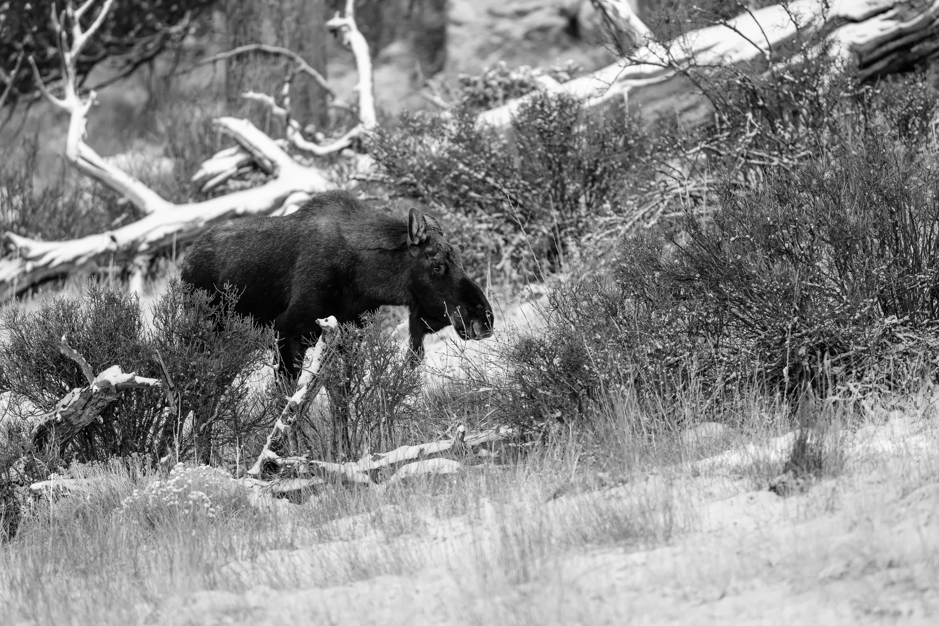 Photograph at Rocky Mountain