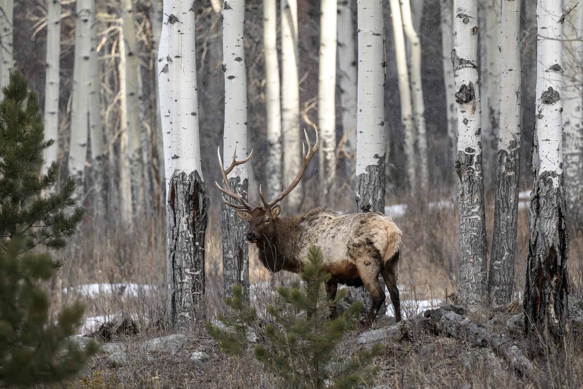 Photograph at Rocky Mountain