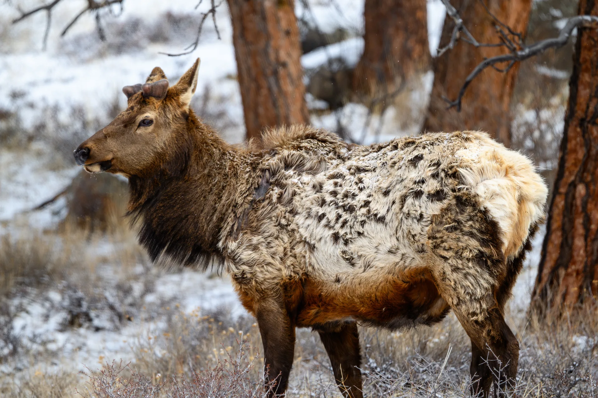 Photograph at Rocky Mountain