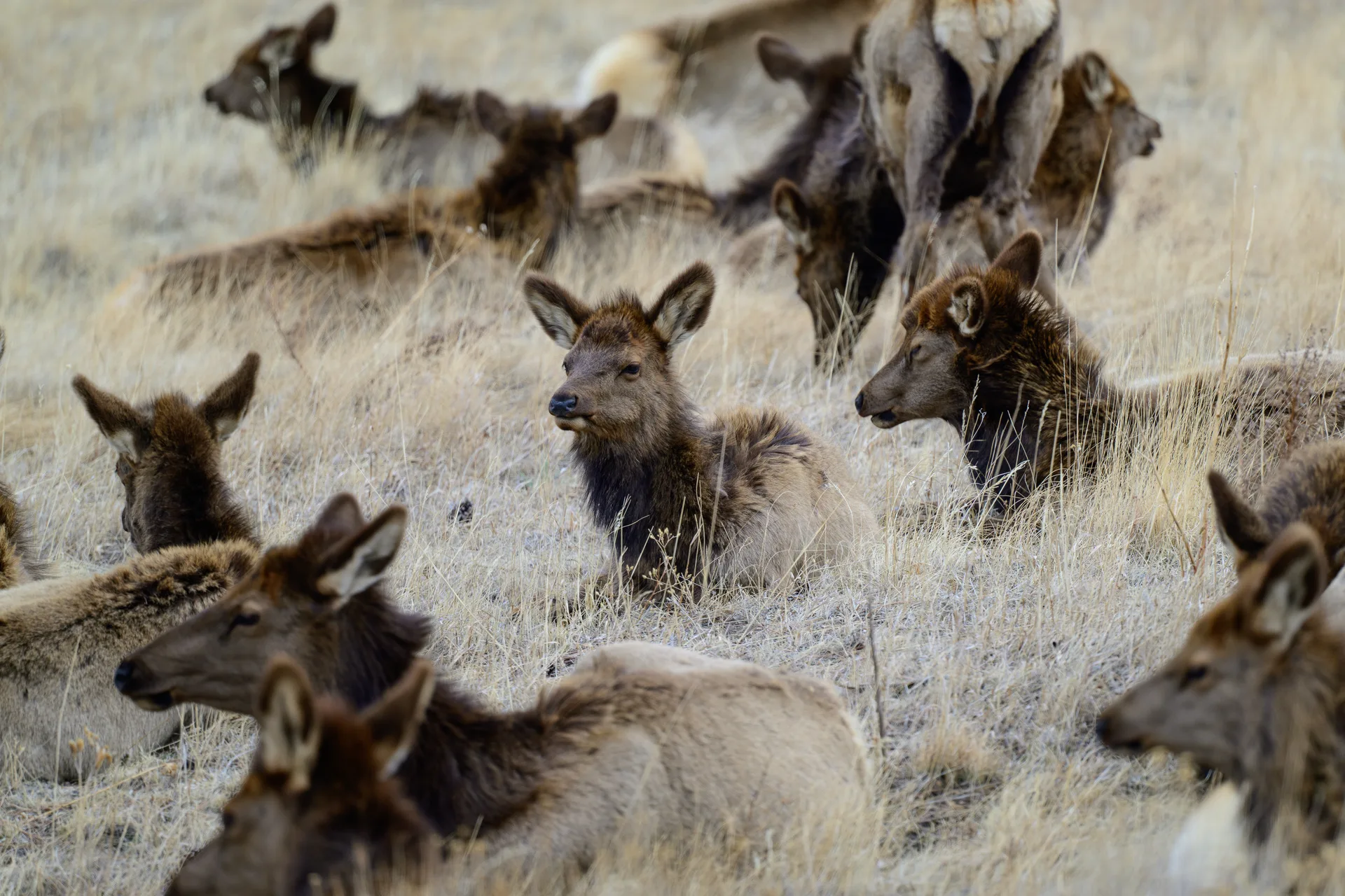 Photograph at Rocky Mountain