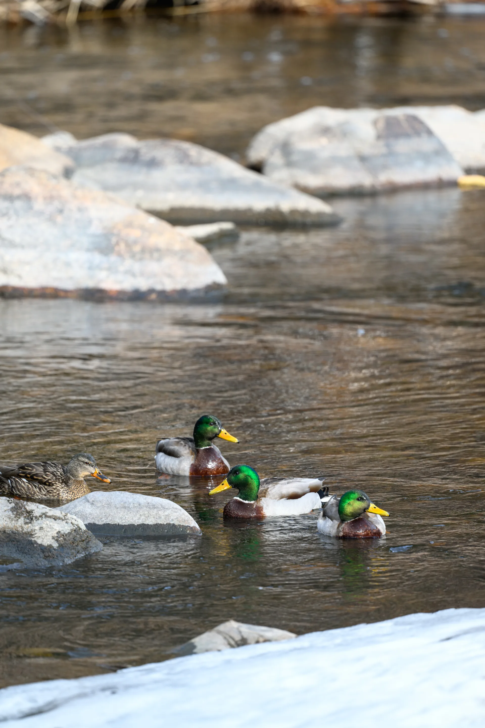 Photograph at Colorado