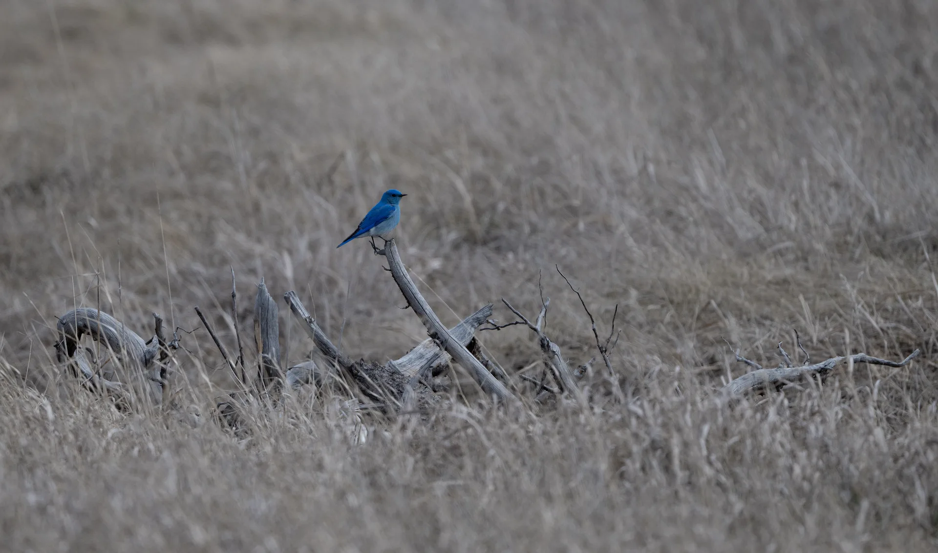 Photograph at Montana