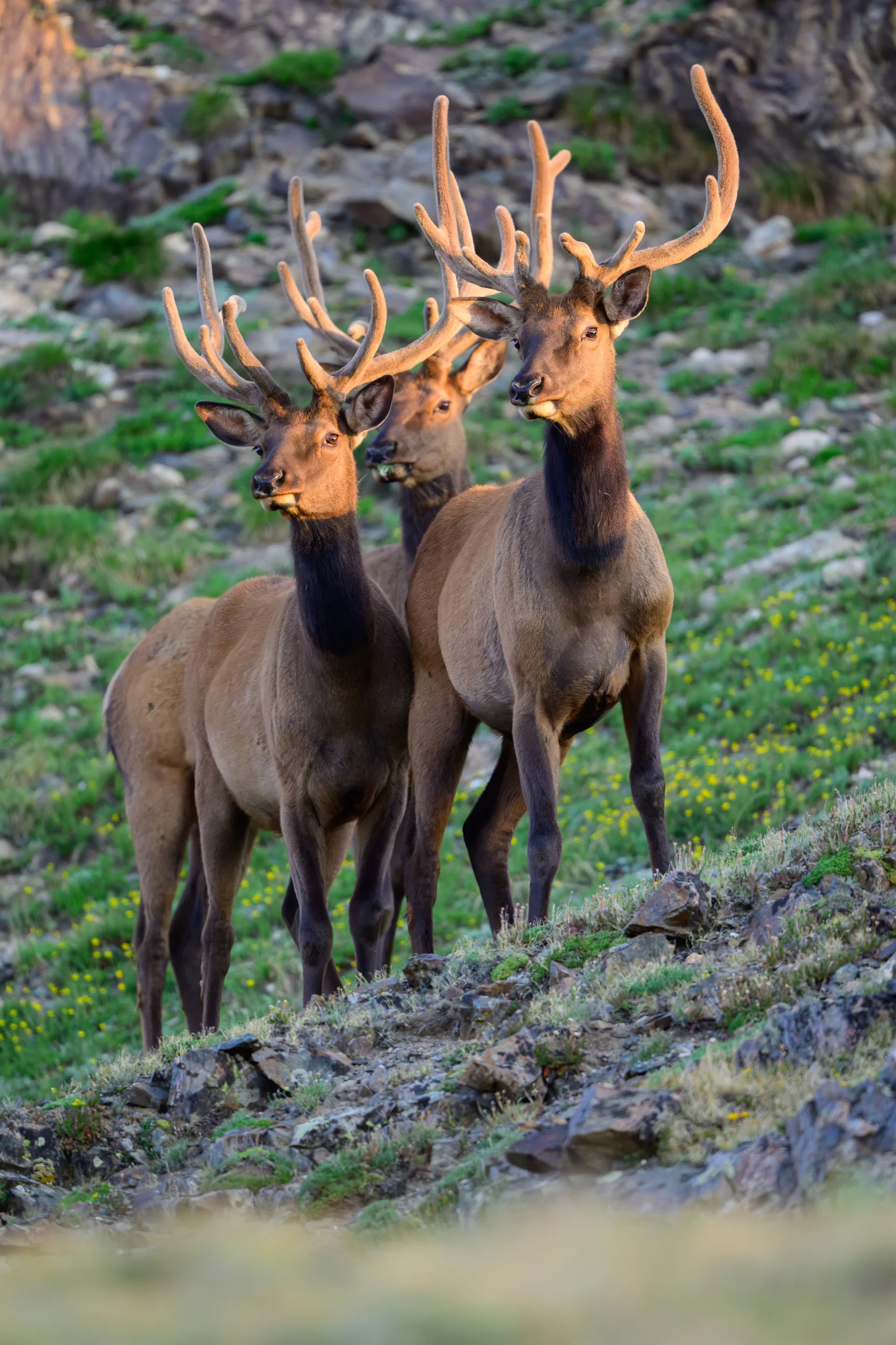 Photograph at Rocky Mountain