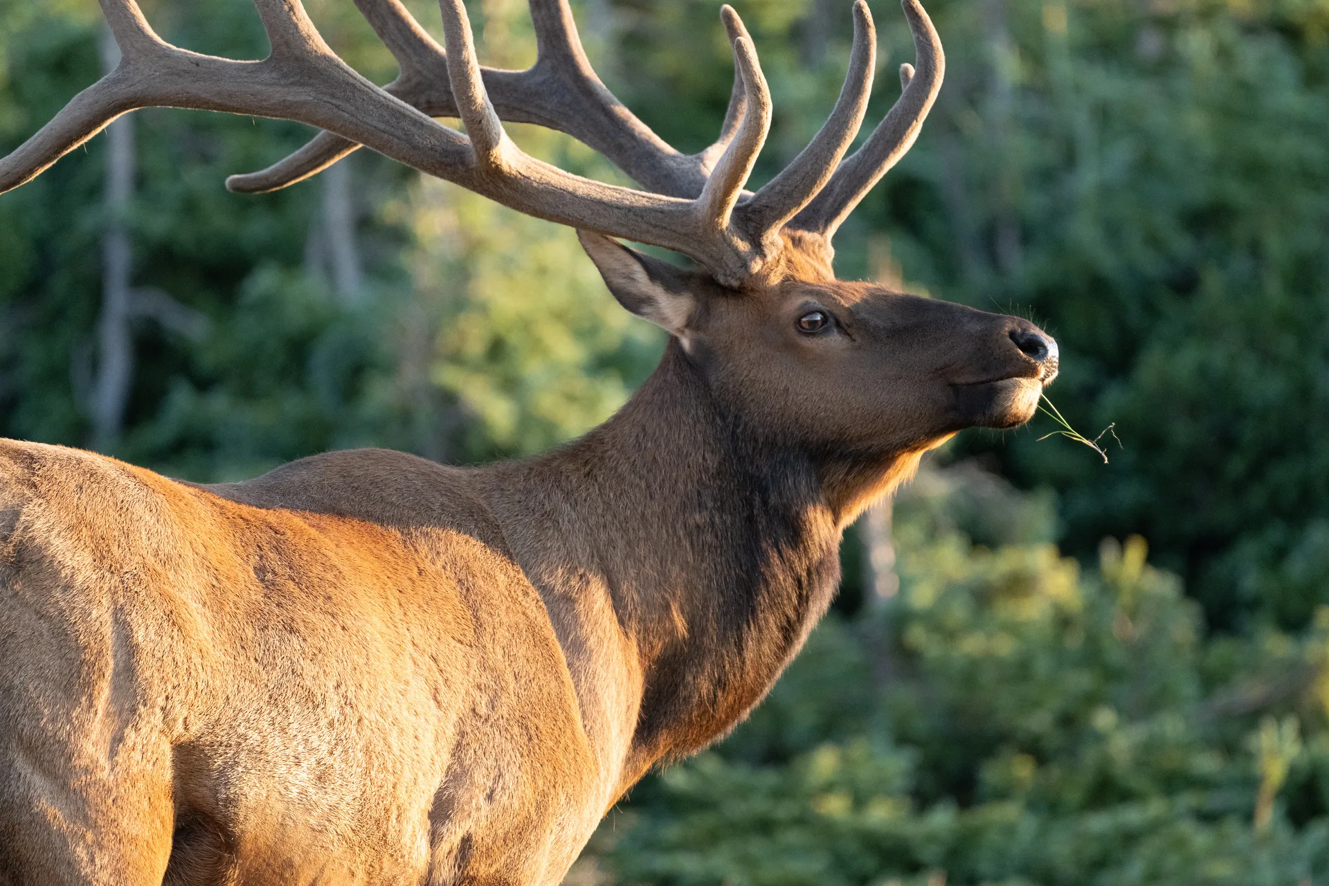 Photograph at Rocky Mountain