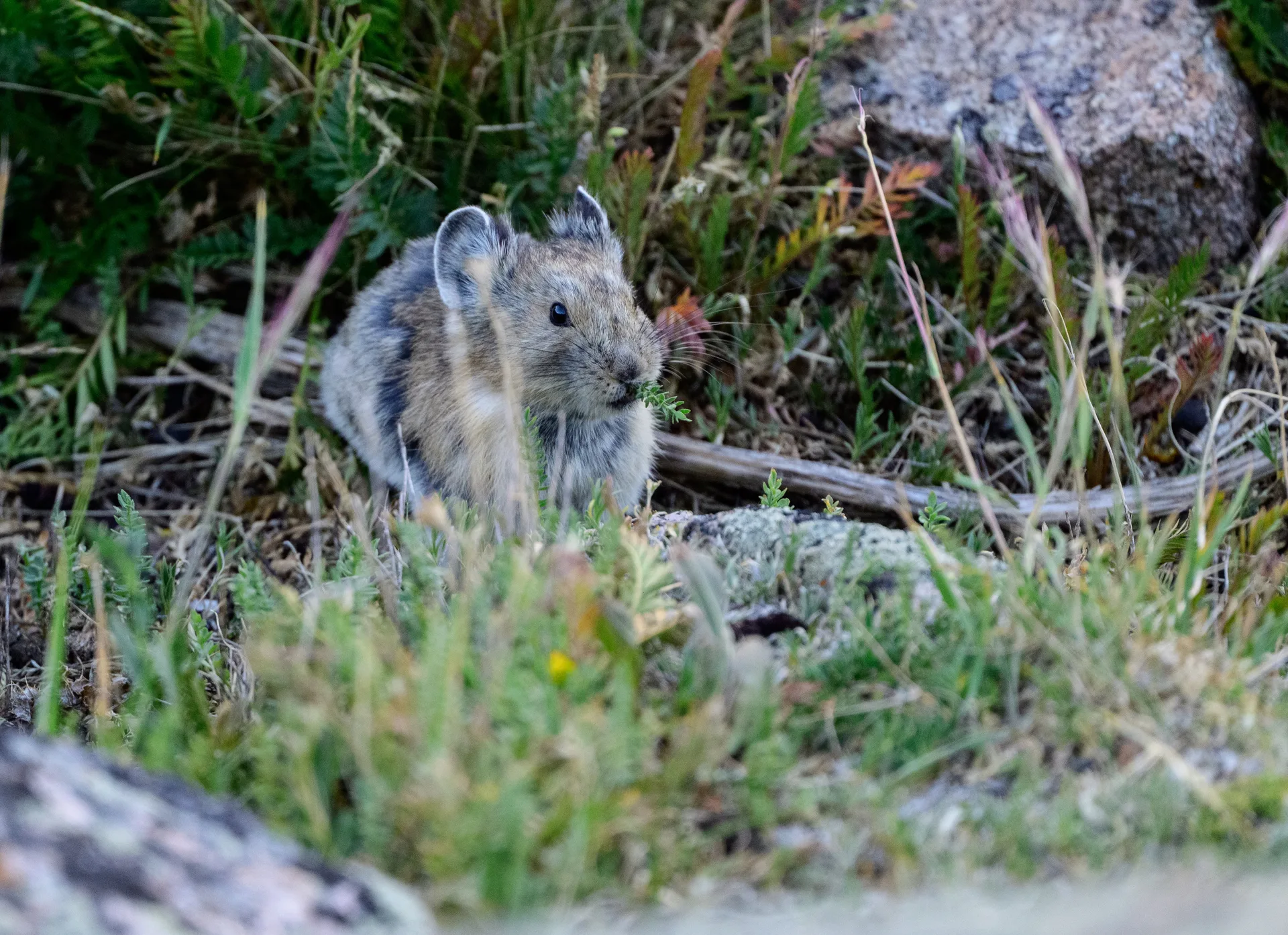 Photograph at Rocky Mountain