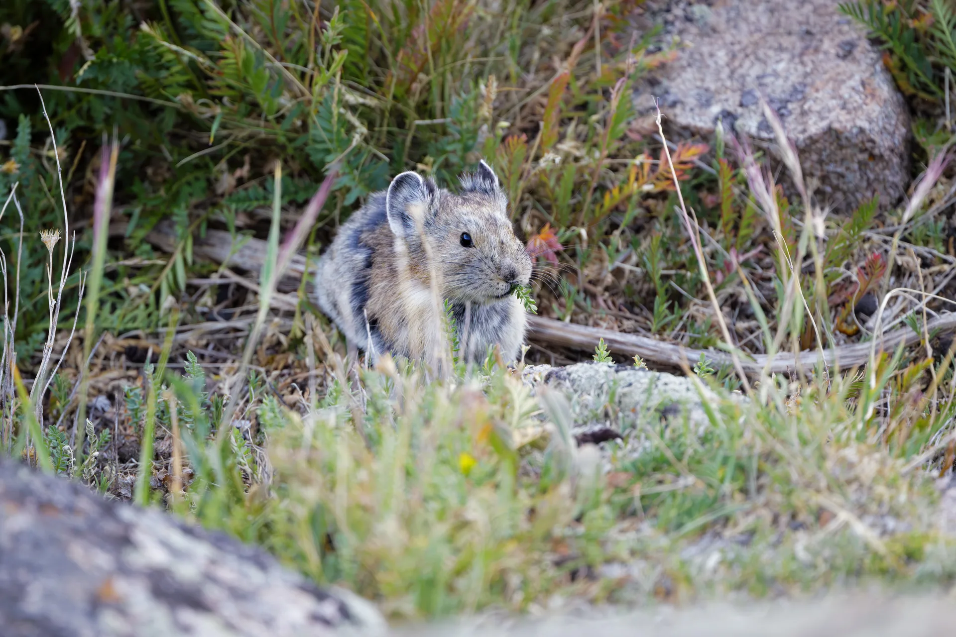 Photograph at Rocky Mountain