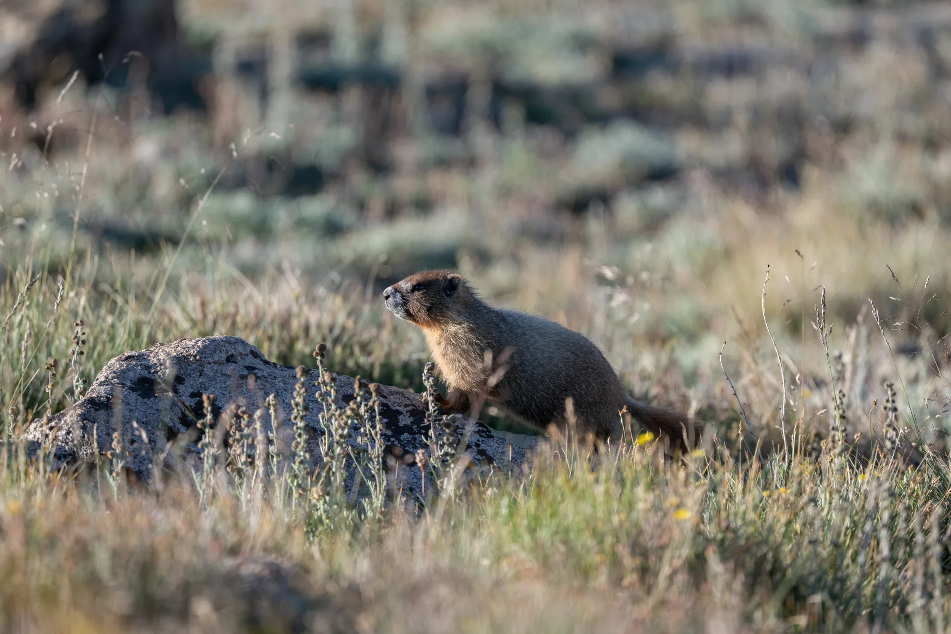 Photograph at Rocky Mountain