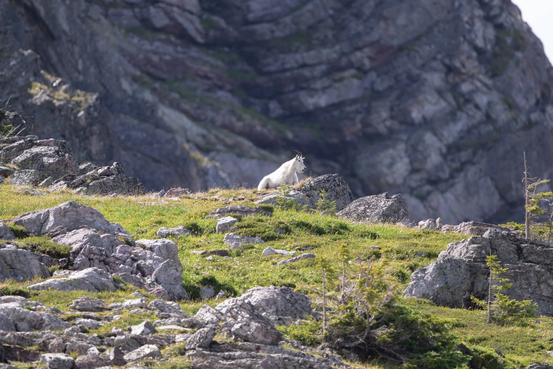Mountain Goat at Comeau Pass