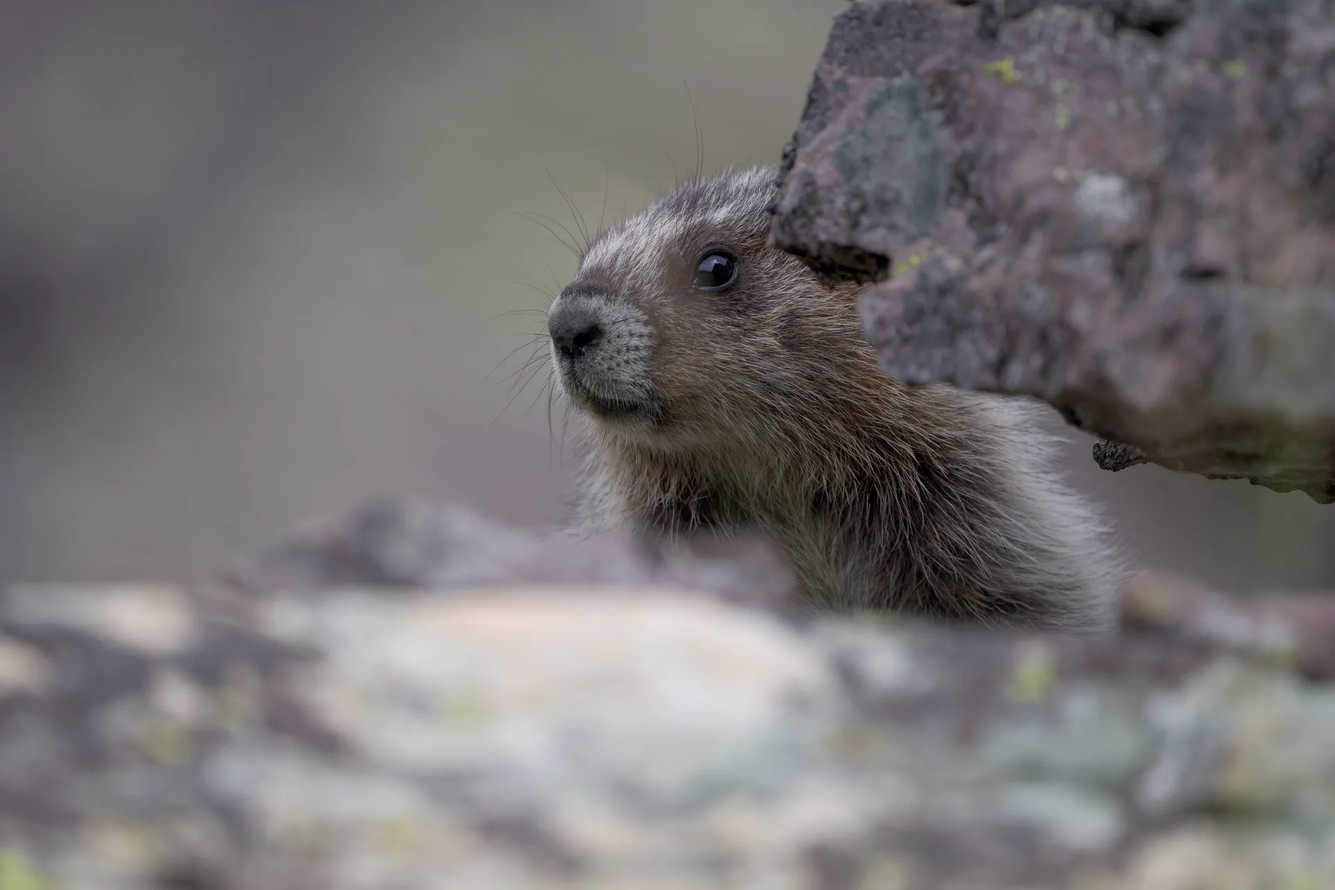 Hoary Marmot at Comeau Pass