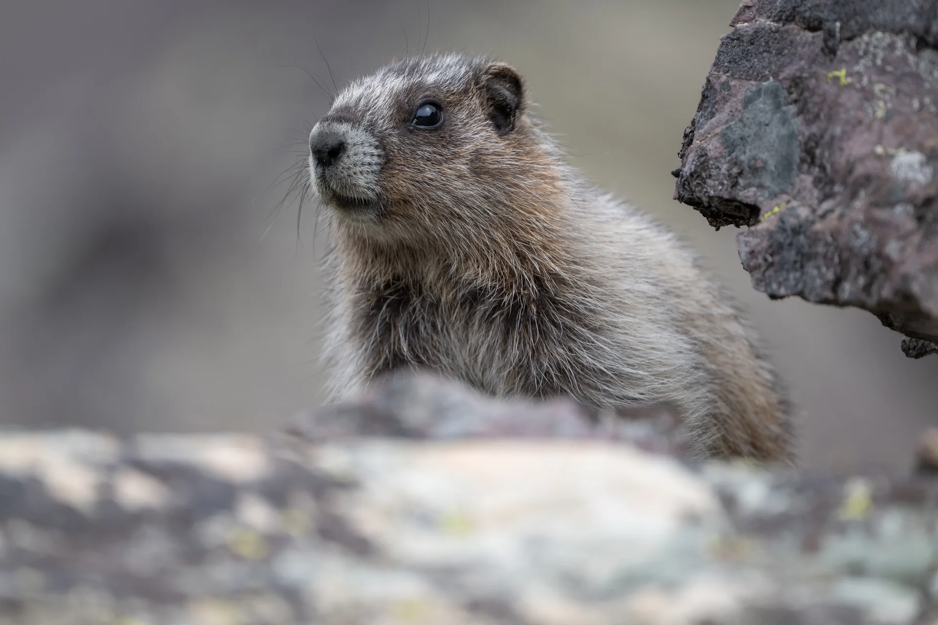Hoary Marmot at Comeau Pass