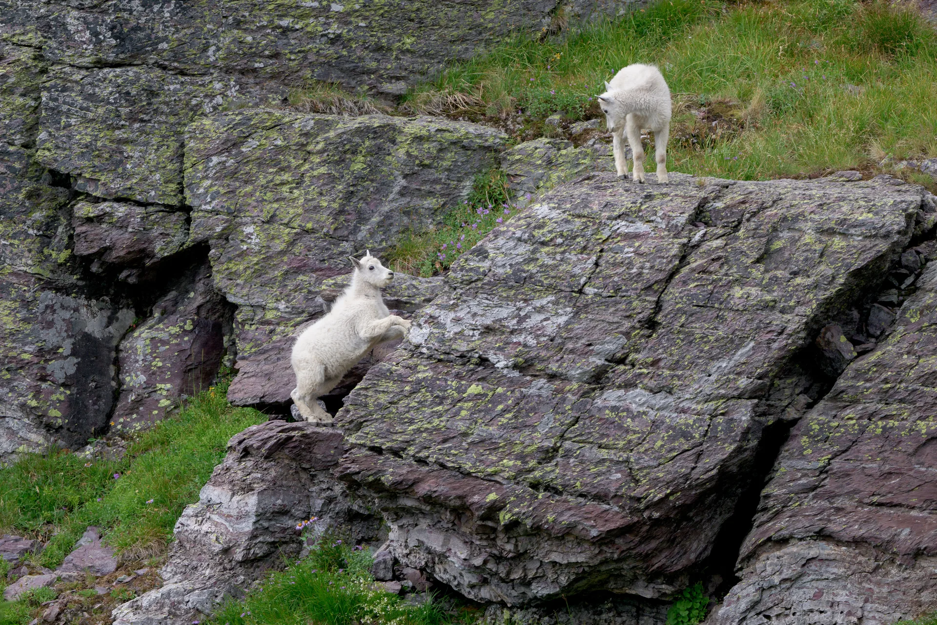 Mountain Goat at Comeau Pass