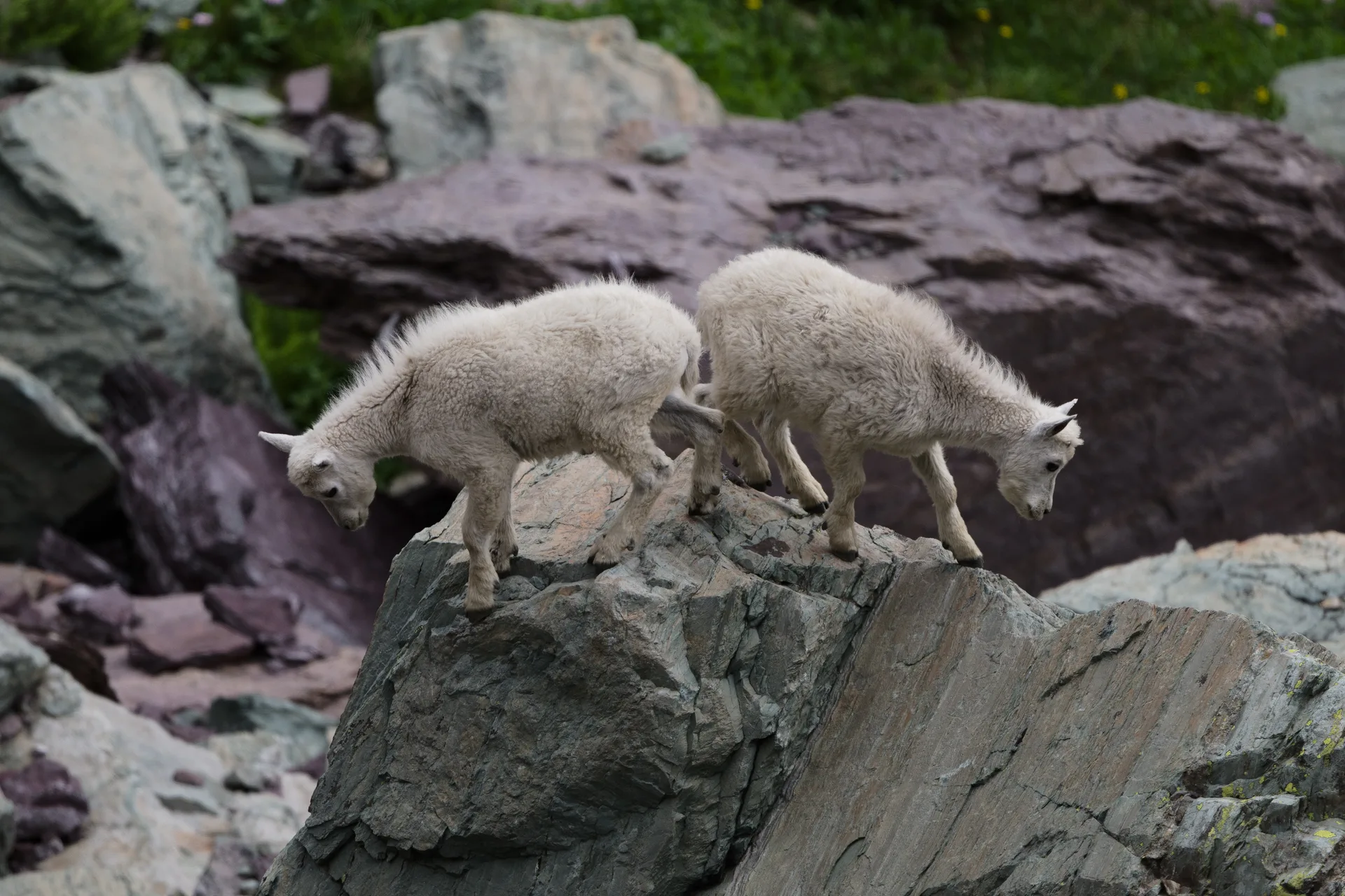 Mountain Goat at Comeau Pass