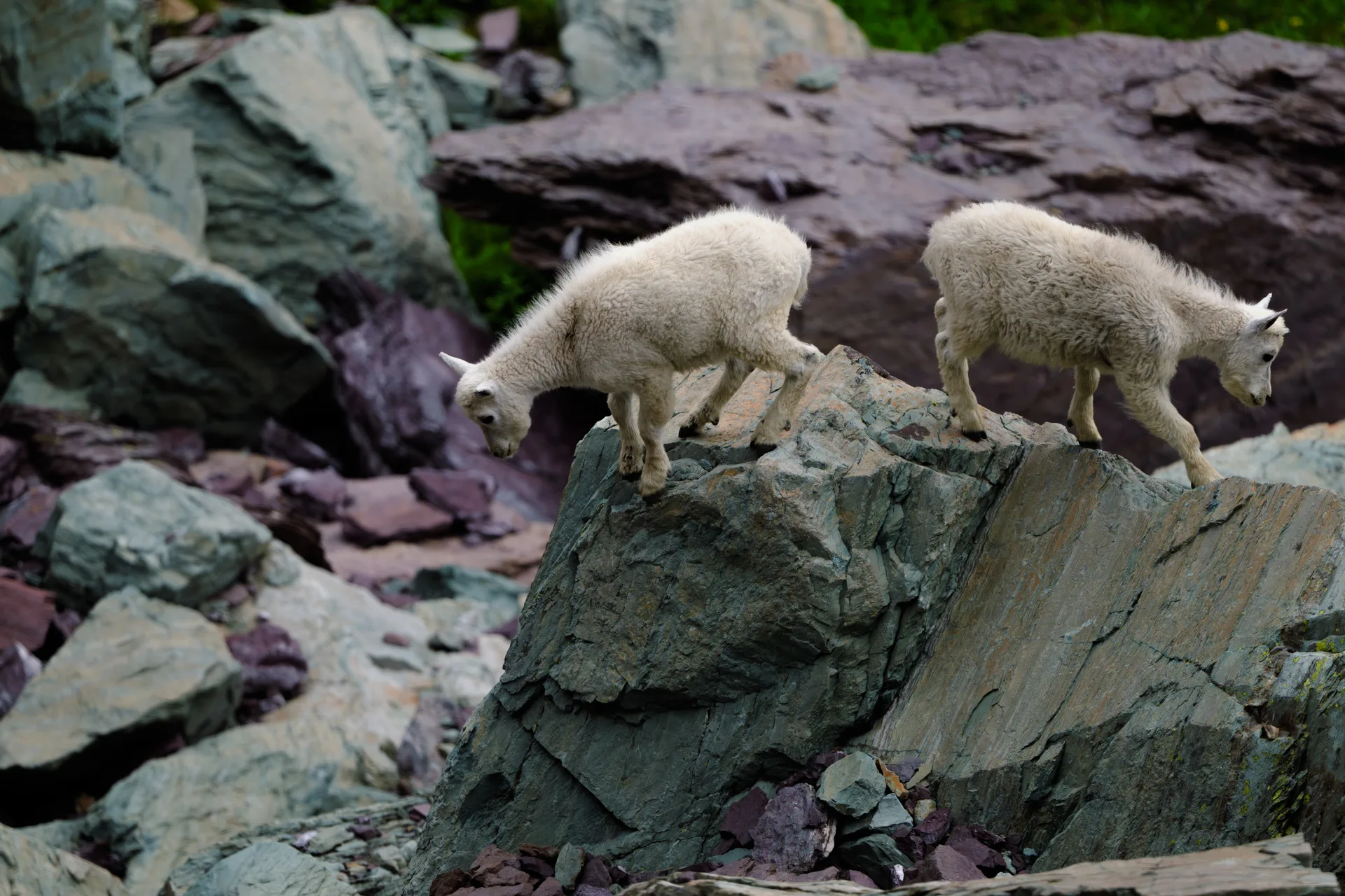 Mountain Goat at Comeau Pass