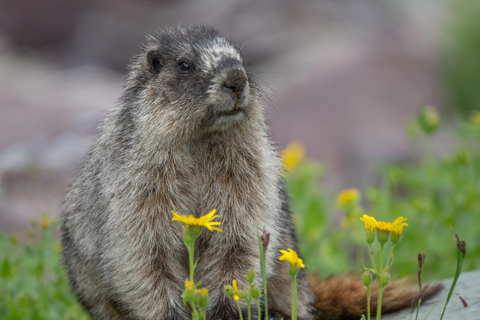Hoary Marmot at Comeau Pass