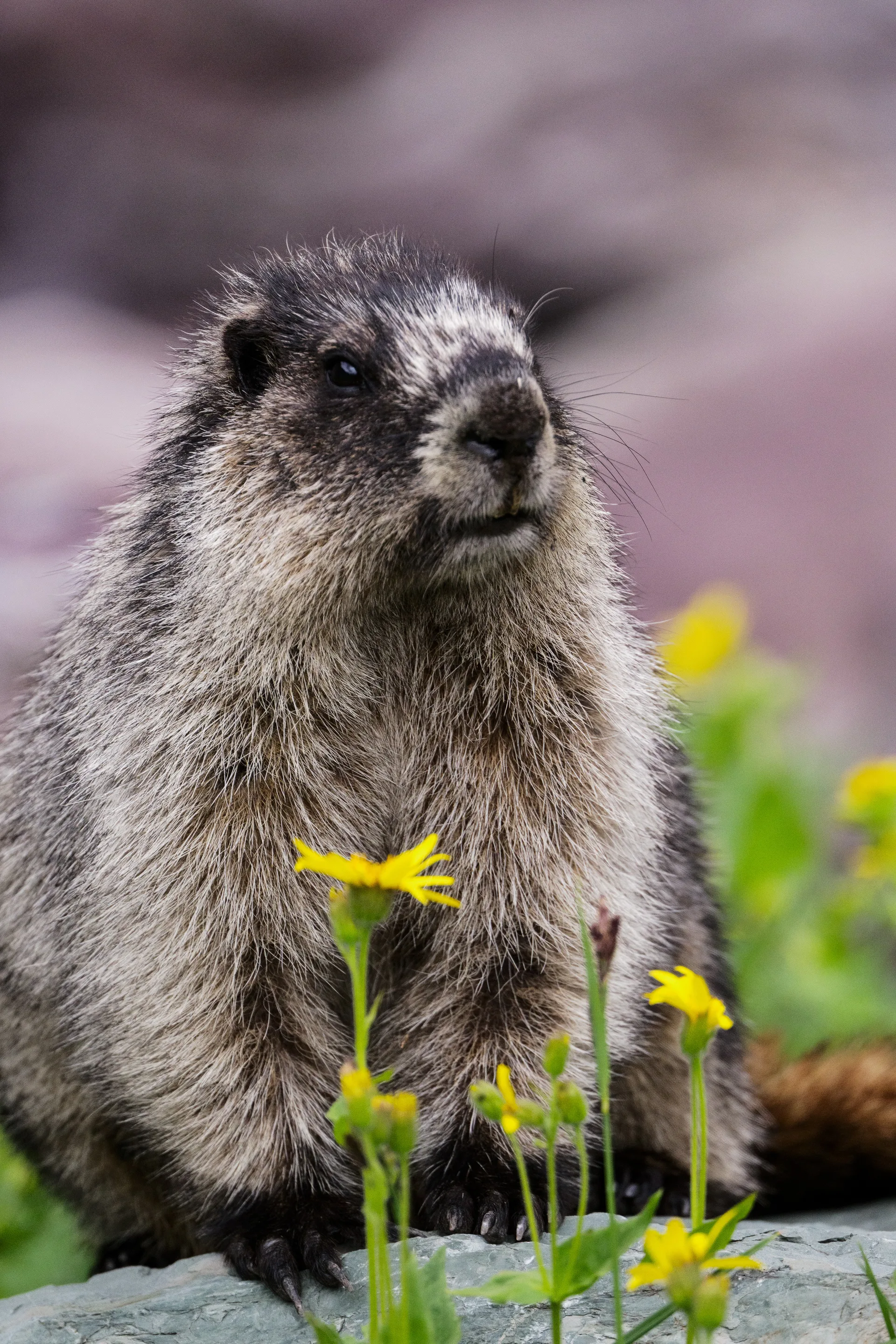 Hoary Marmot at Comeau Pass