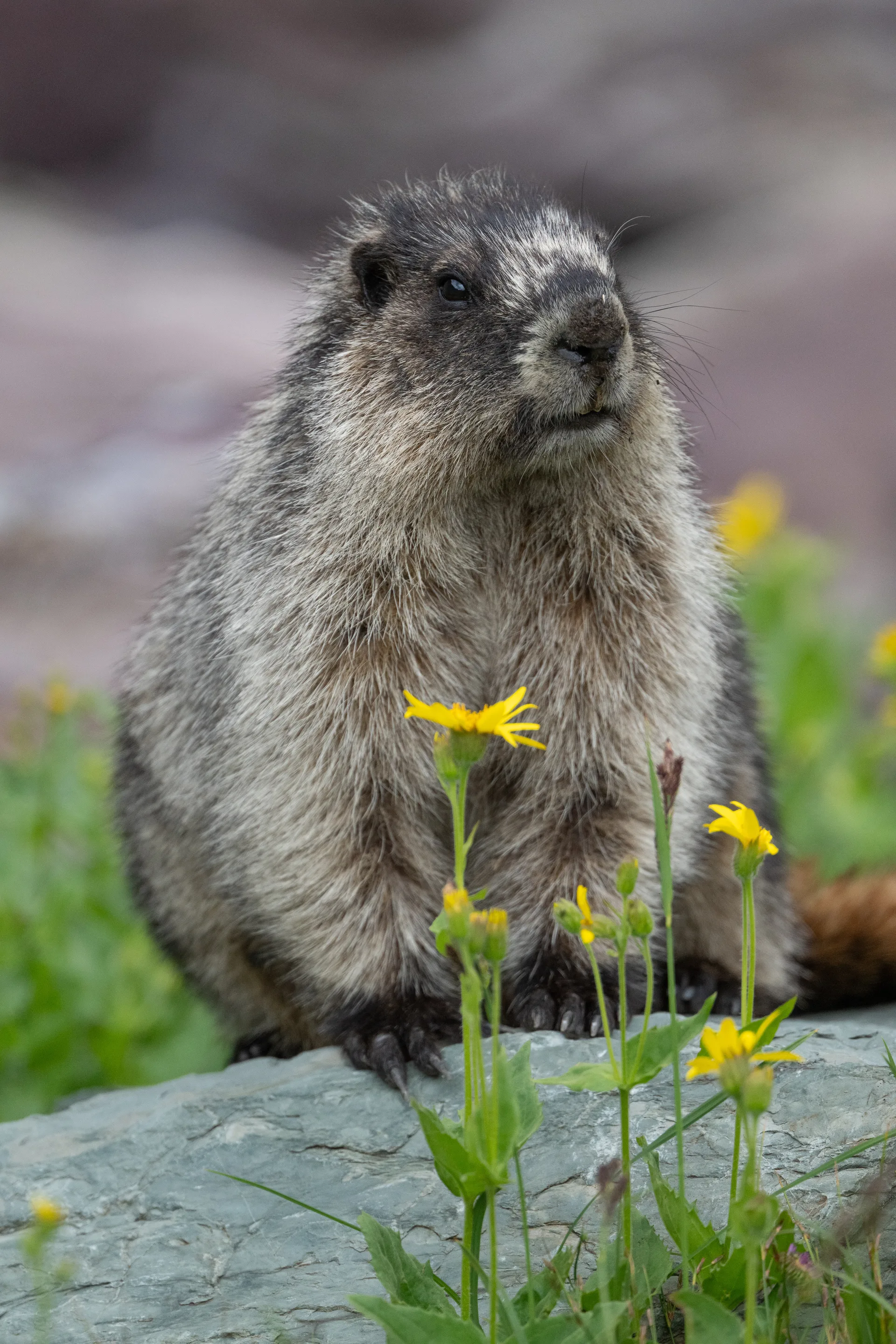 Hoary Marmot at Comeau Pass