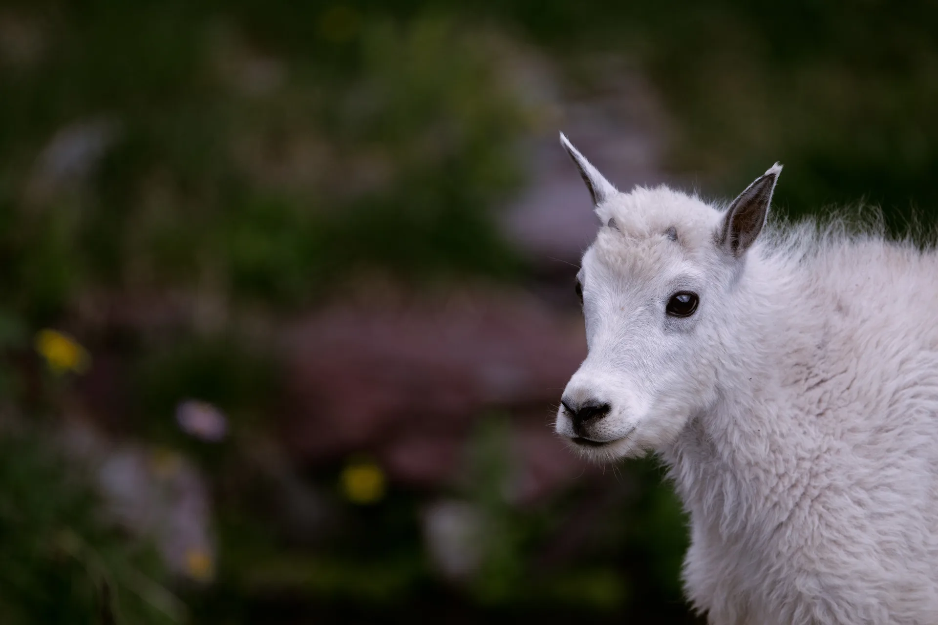 Mountain Goat at Comeau Pass