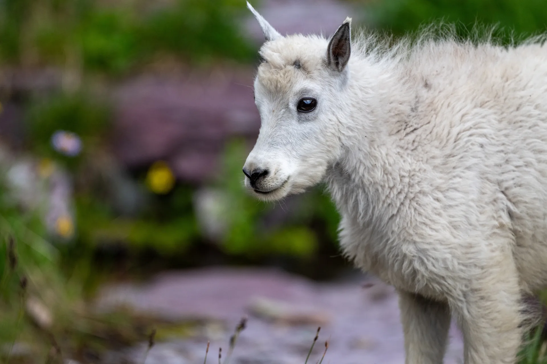 Mountain Goat at Comeau Pass