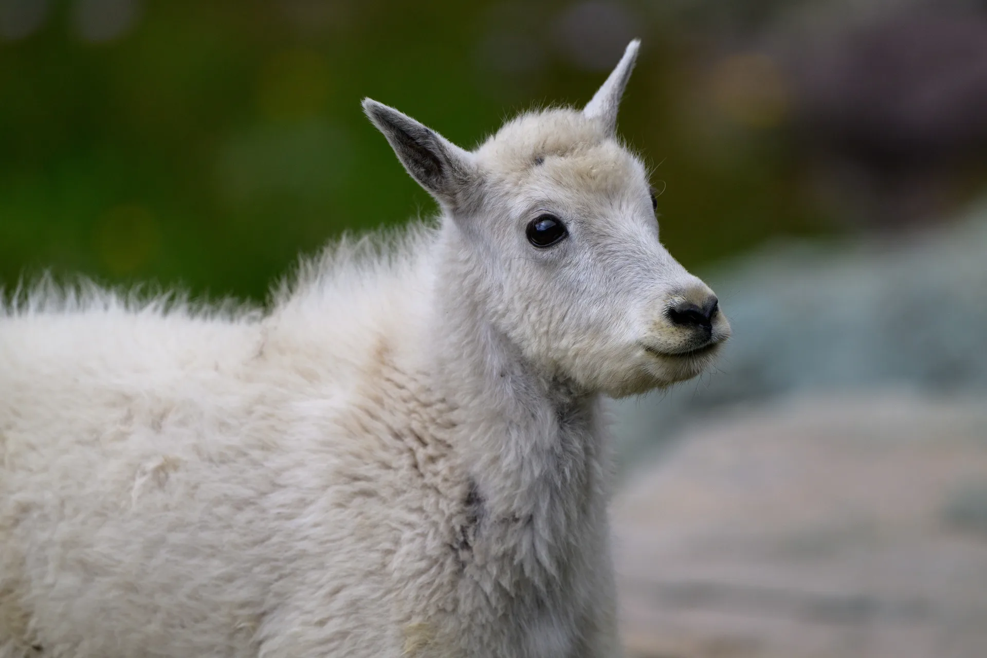 Mountain Goat at Comeau Pass