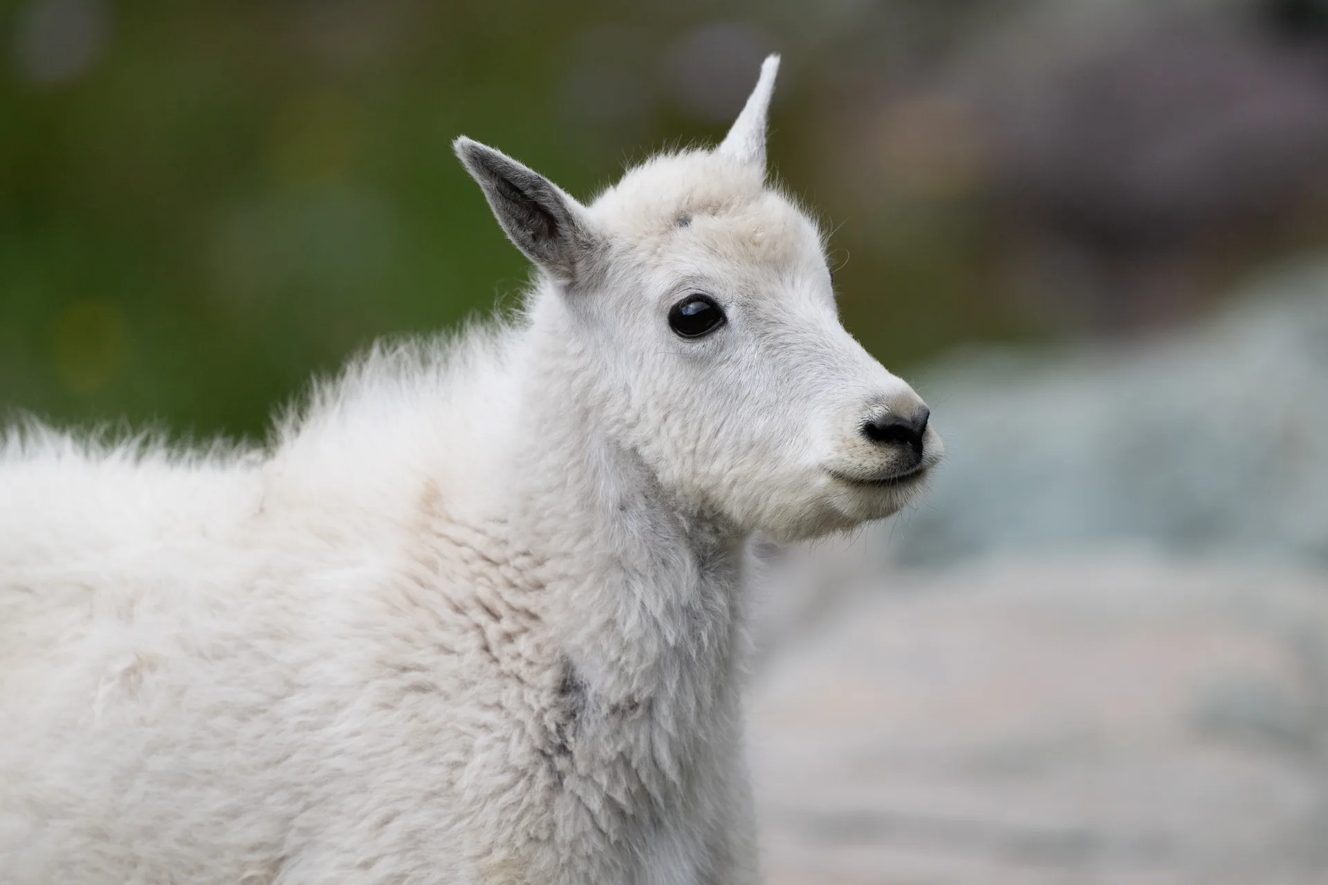 Mountain Goat at Comeau Pass