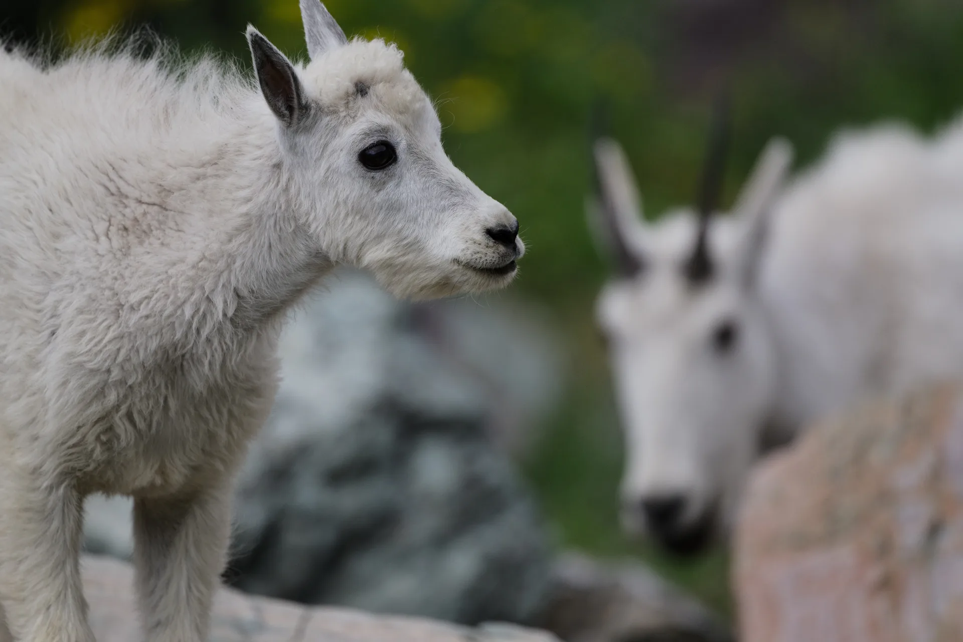 Mountain Goat at Comeau Pass