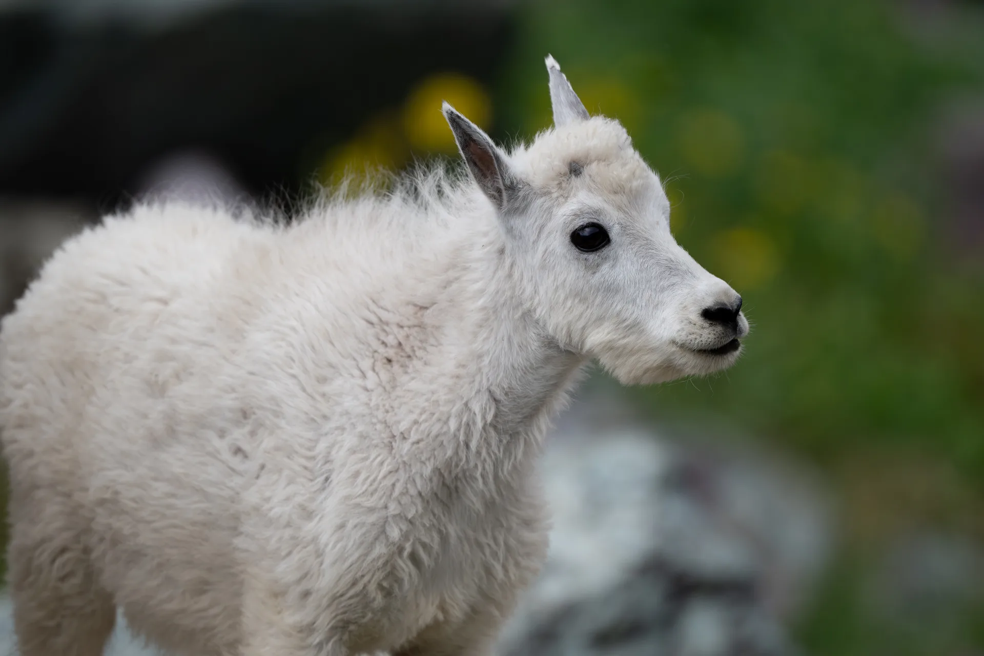 Mountain Goat at Comeau Pass