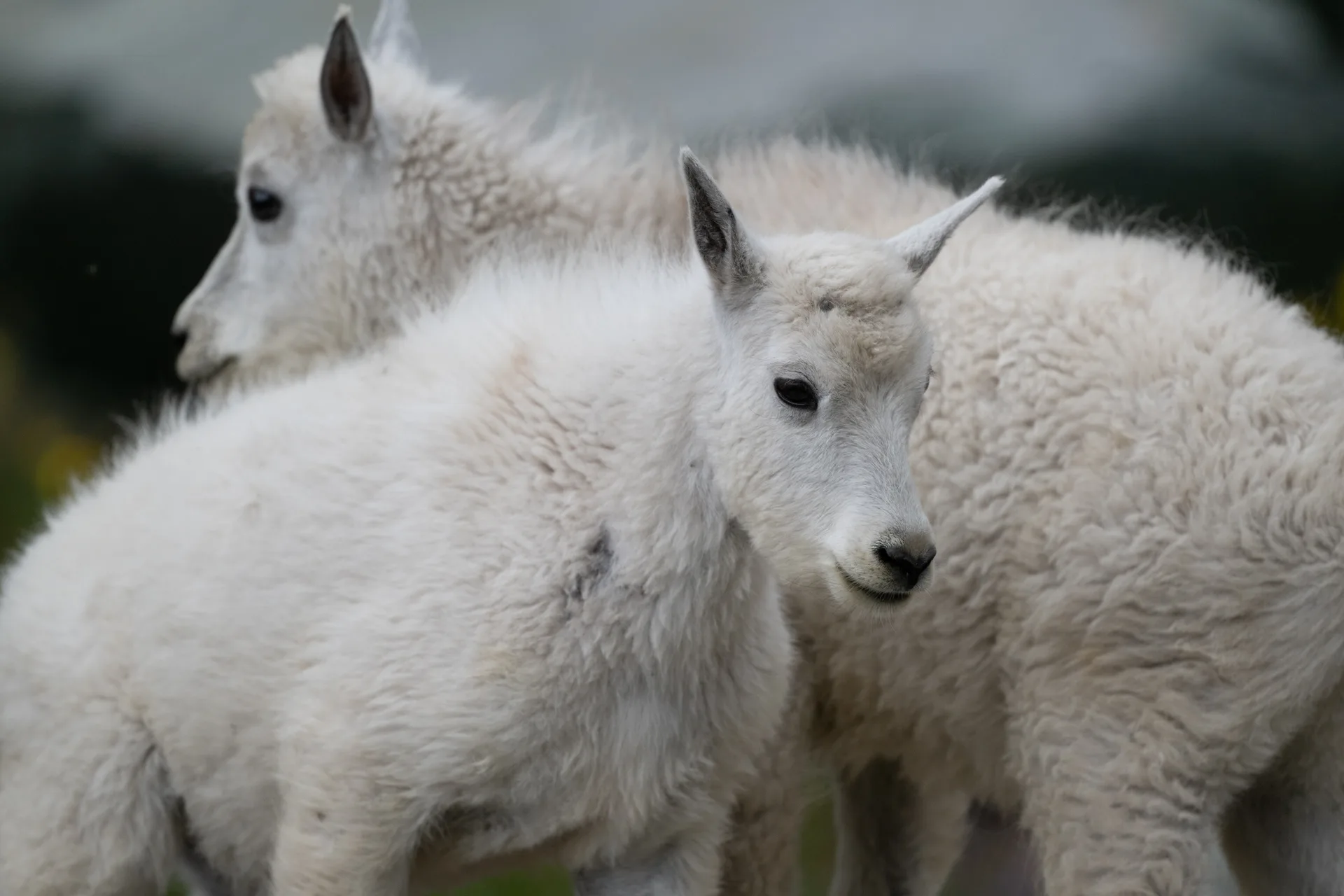 Mountain Goat at Comeau Pass