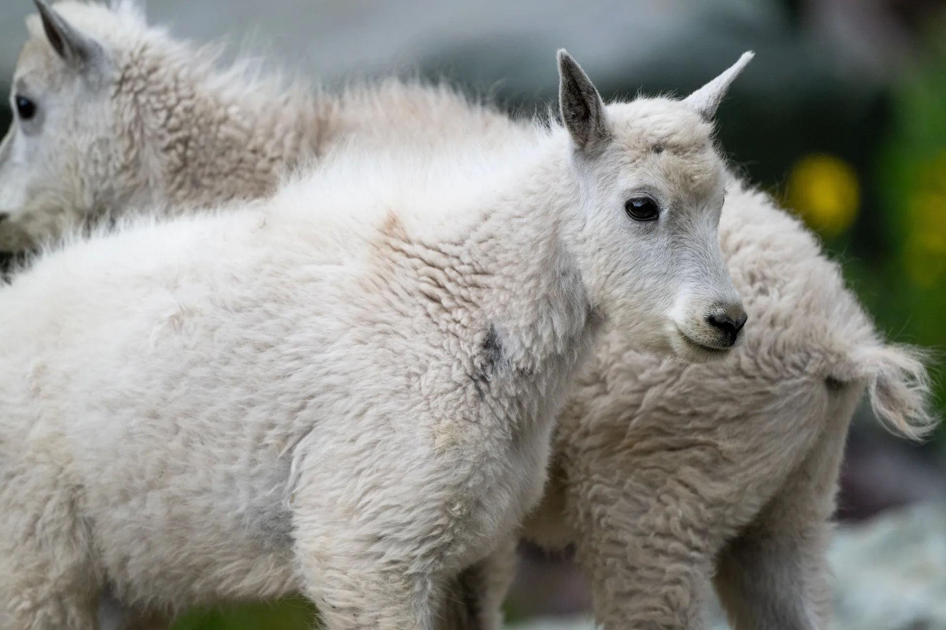 Mountain Goat at Comeau Pass