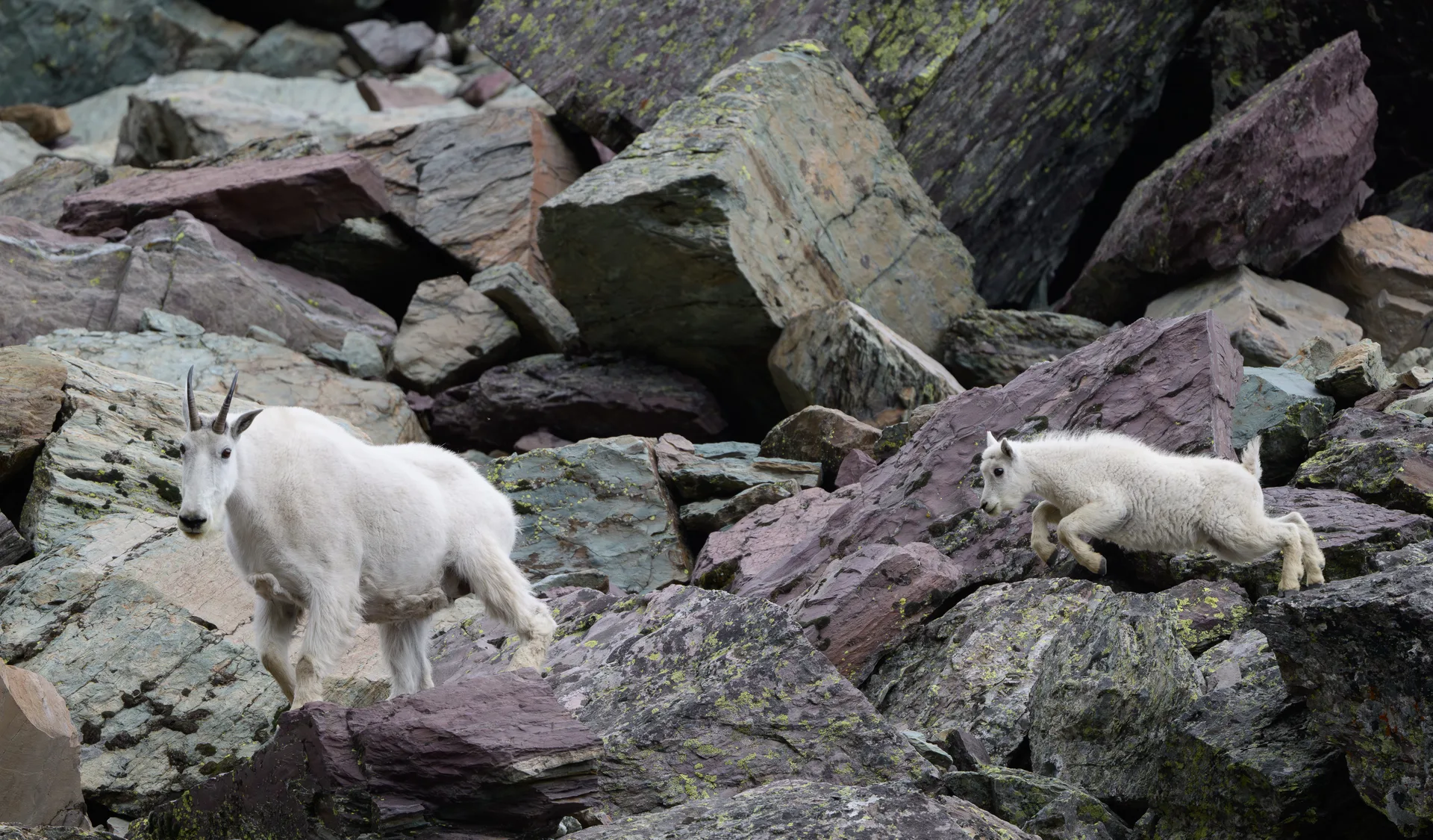 Mountain Goat at Comeau Pass