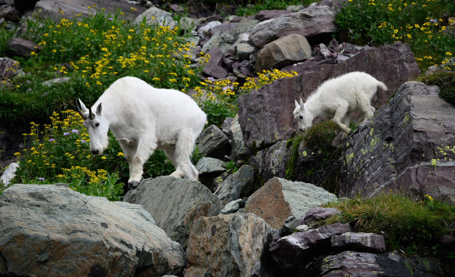 Mountain Goat at Comeau Pass