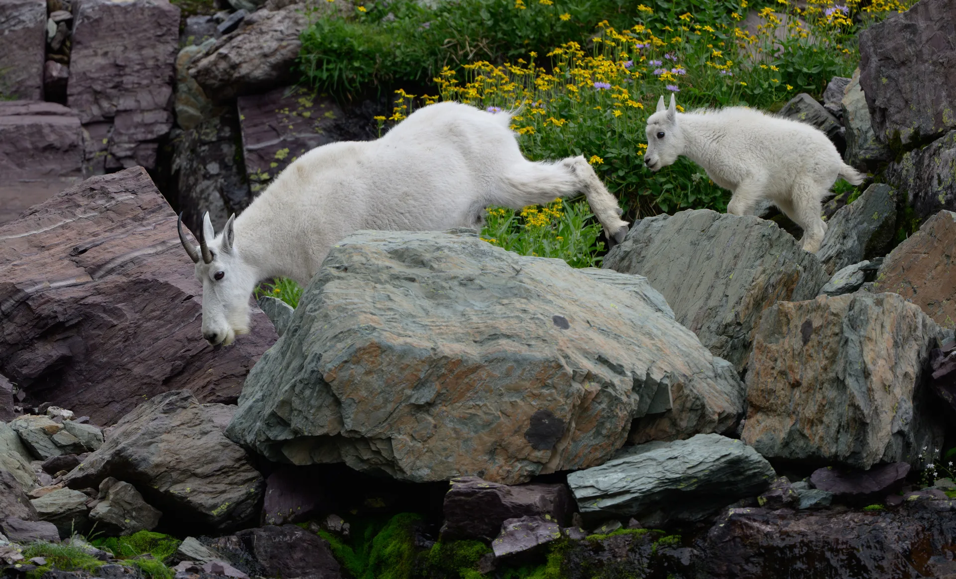 Mountain Goat at Comeau Pass