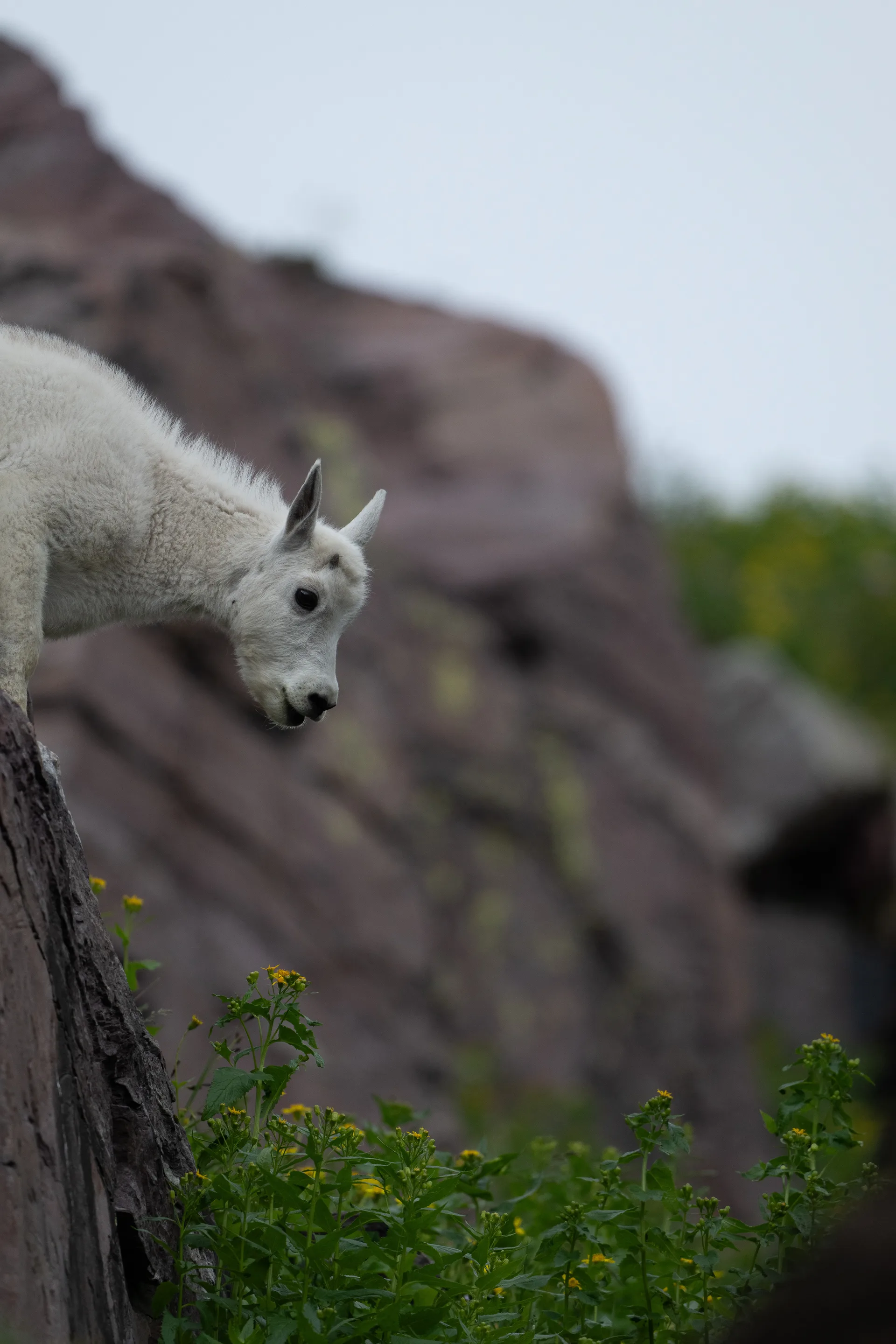 Mountain Goat at Comeau Pass