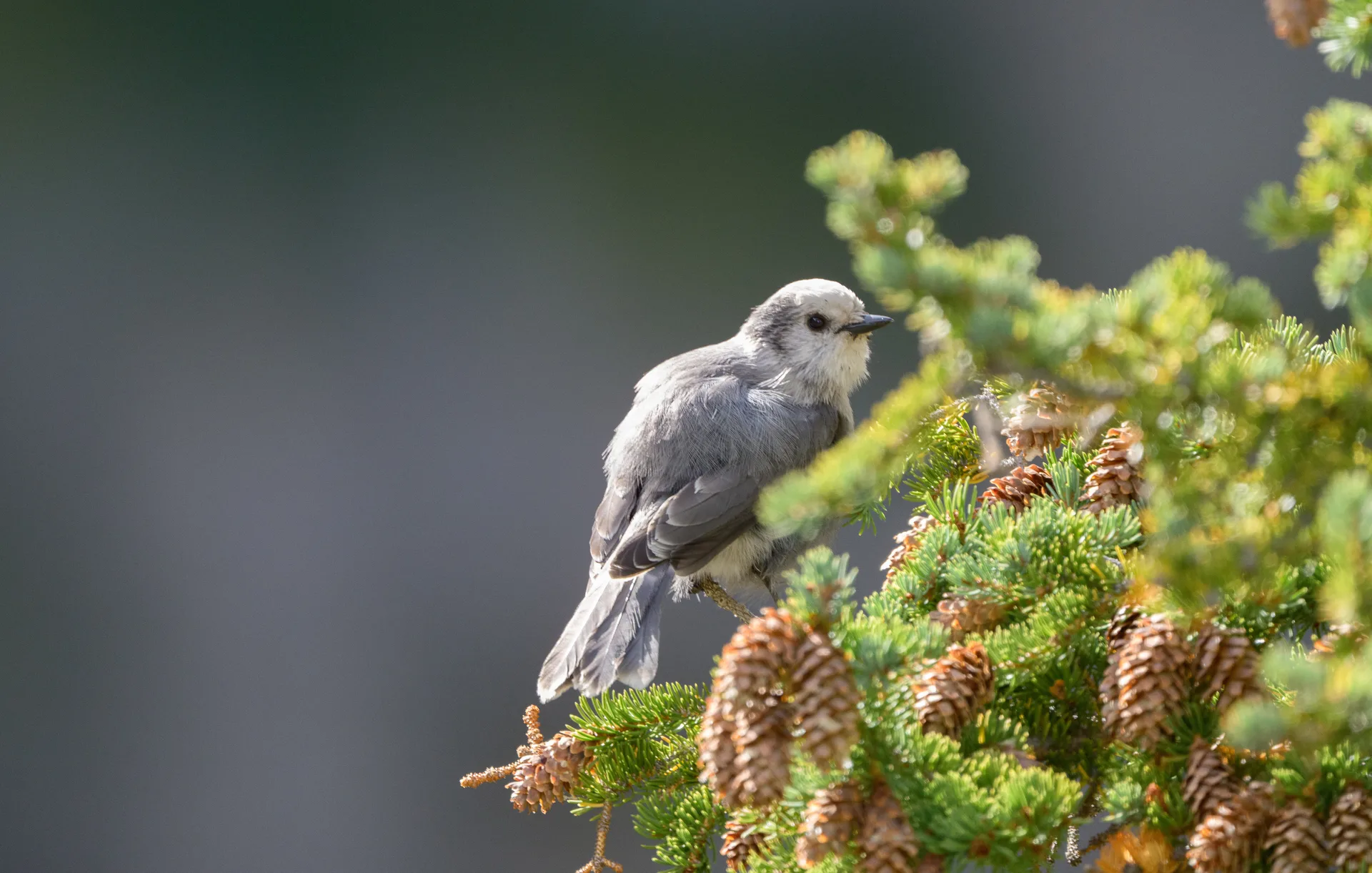 Clark's Jay