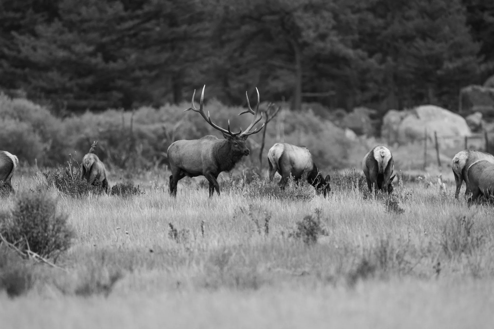 Moraine Park Rut