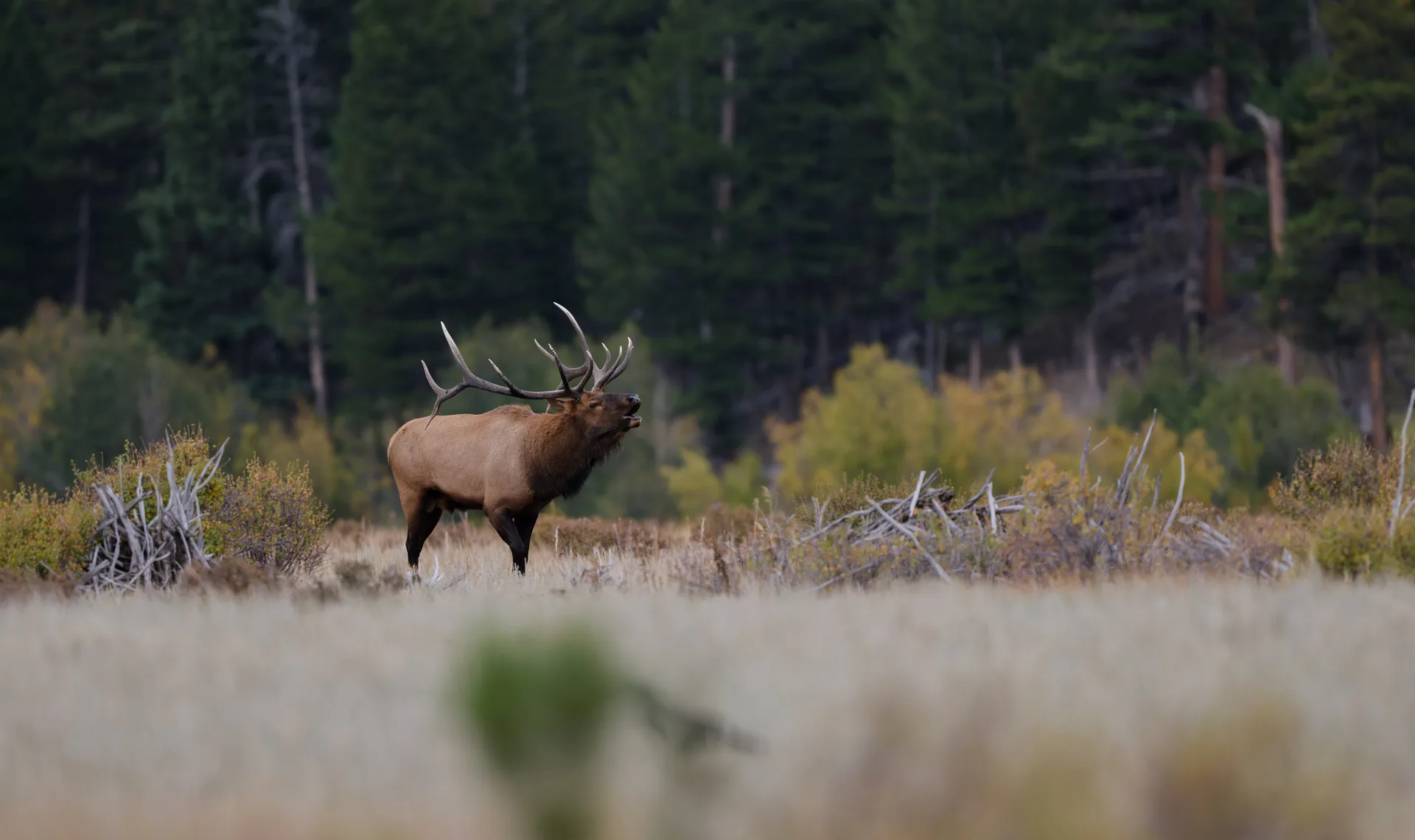 Bull Elk defending his ground