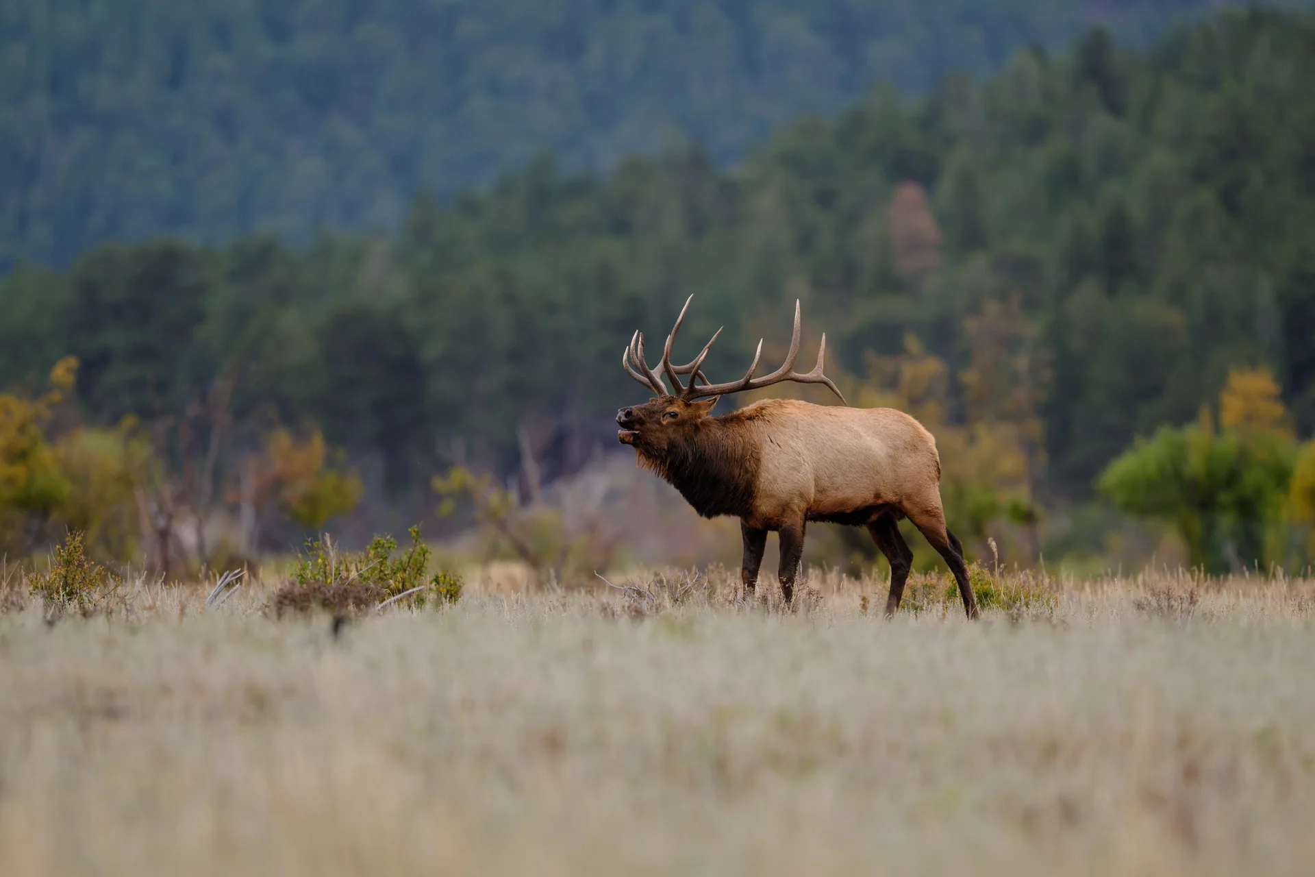 A bull elk challenges a newcomer that had shown up on the other side of the meadow