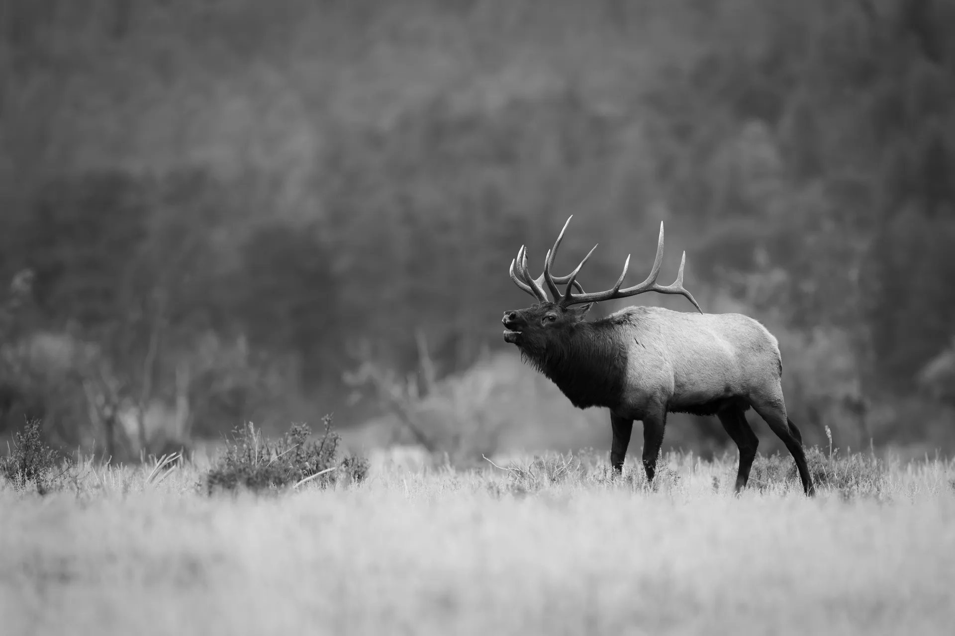 King of the Meadow